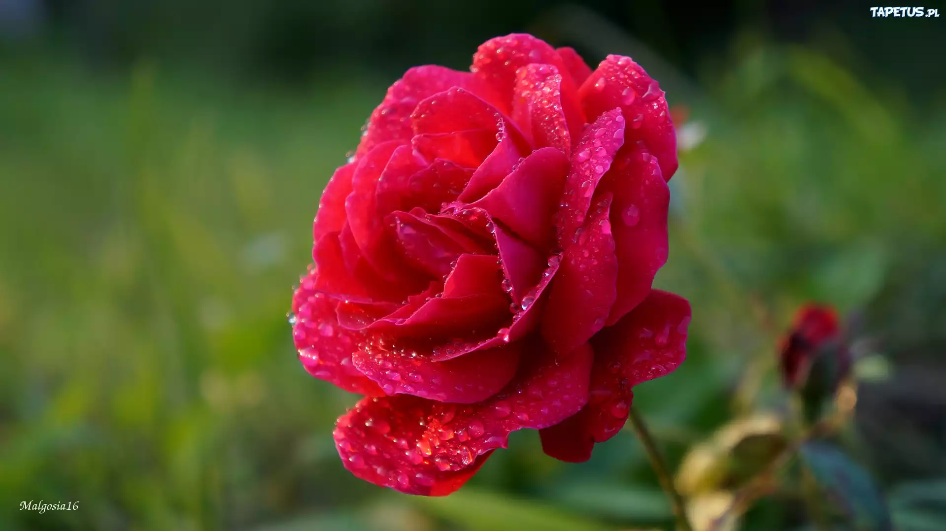 Kwitnąca, Róża, Krople, Rosa