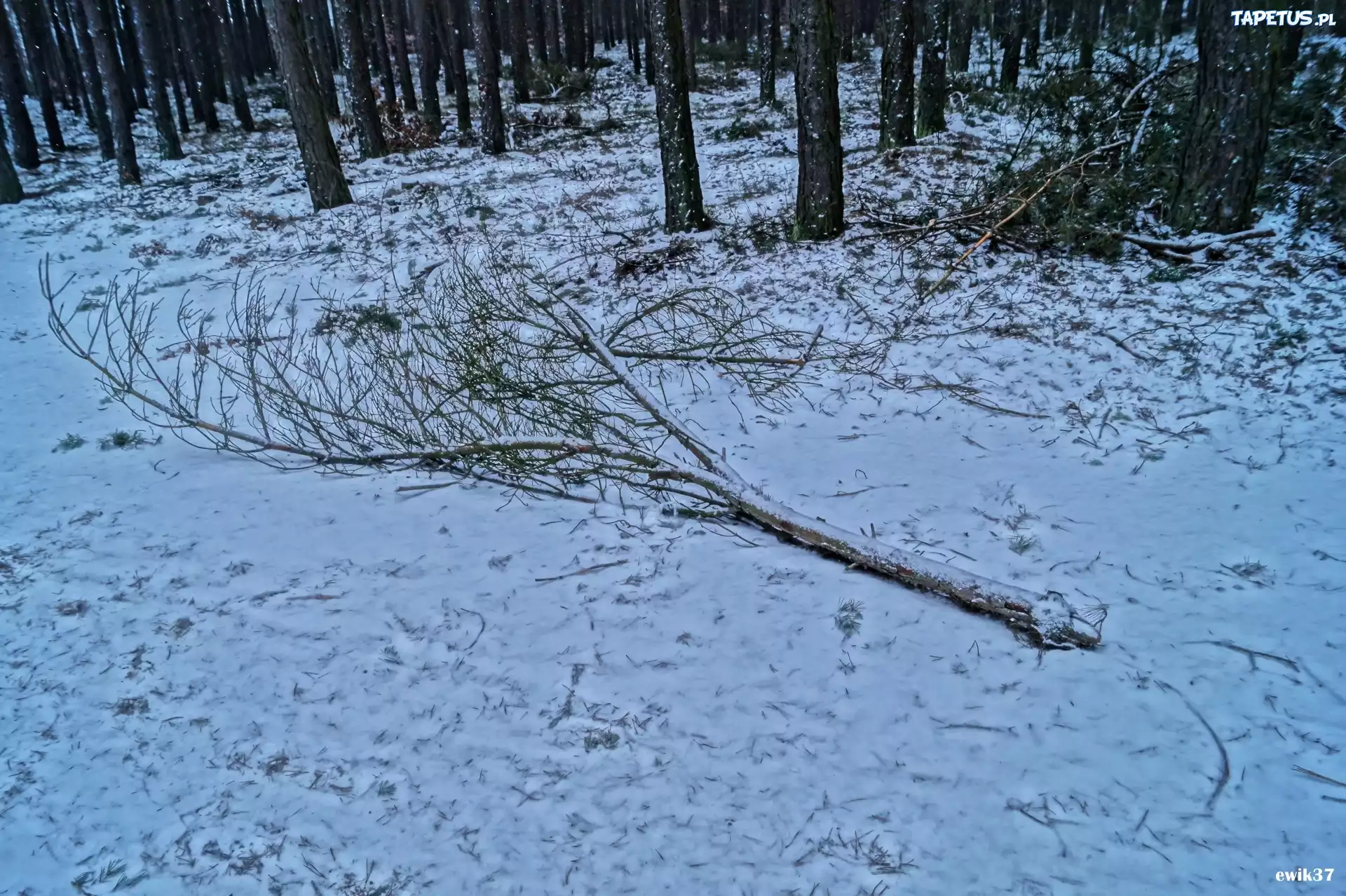 Zima, Drzewa, Droga, Gałąz