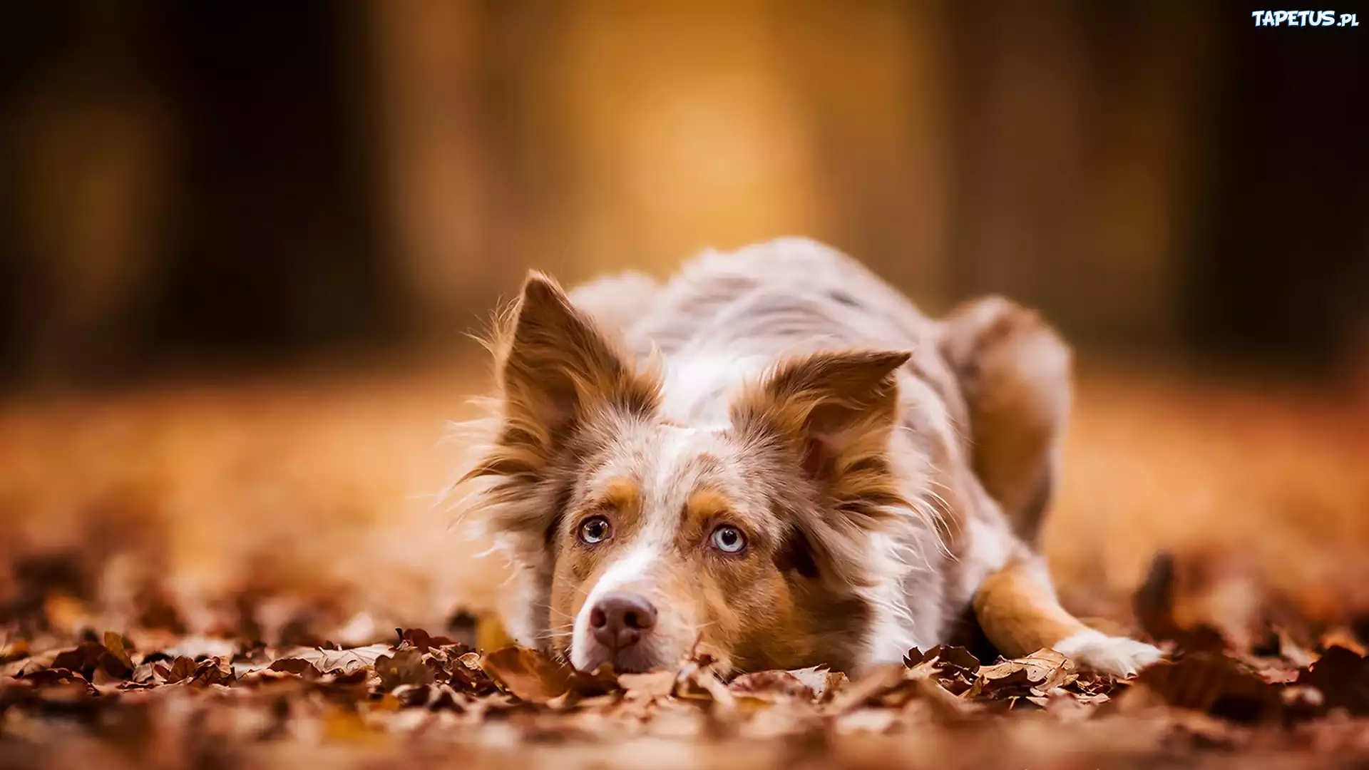 Brązowy, Border collie, Ściółka