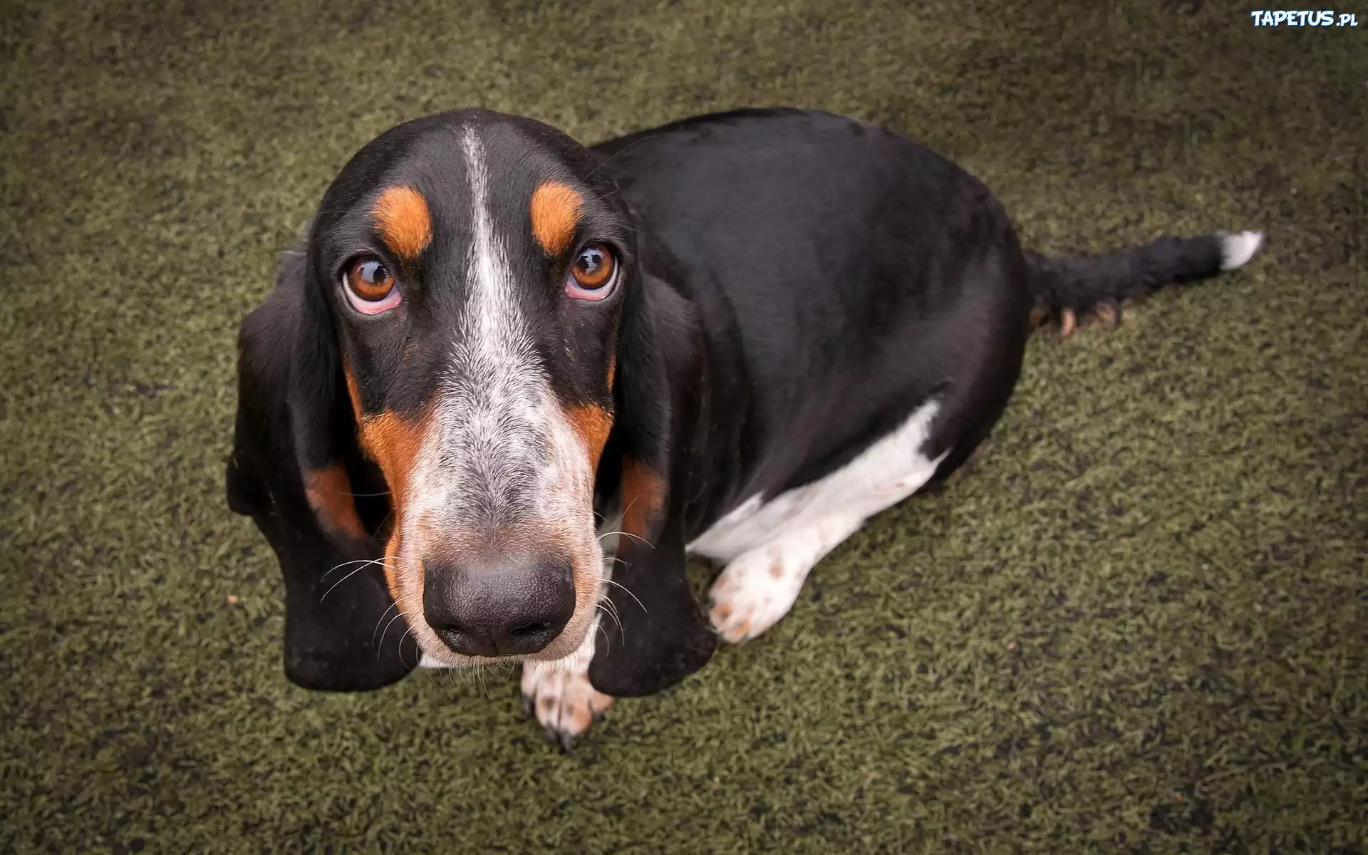 Basset, Smutne, Oczy