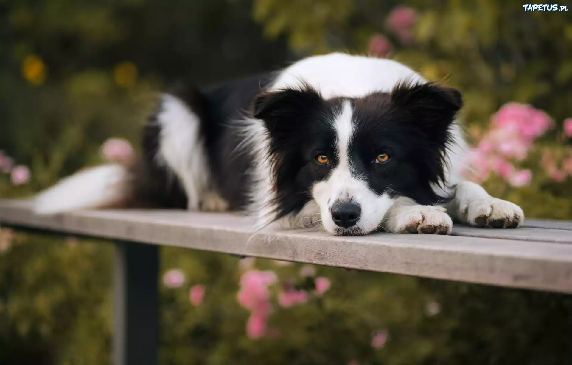 Pies, Border, Collie, Ławka