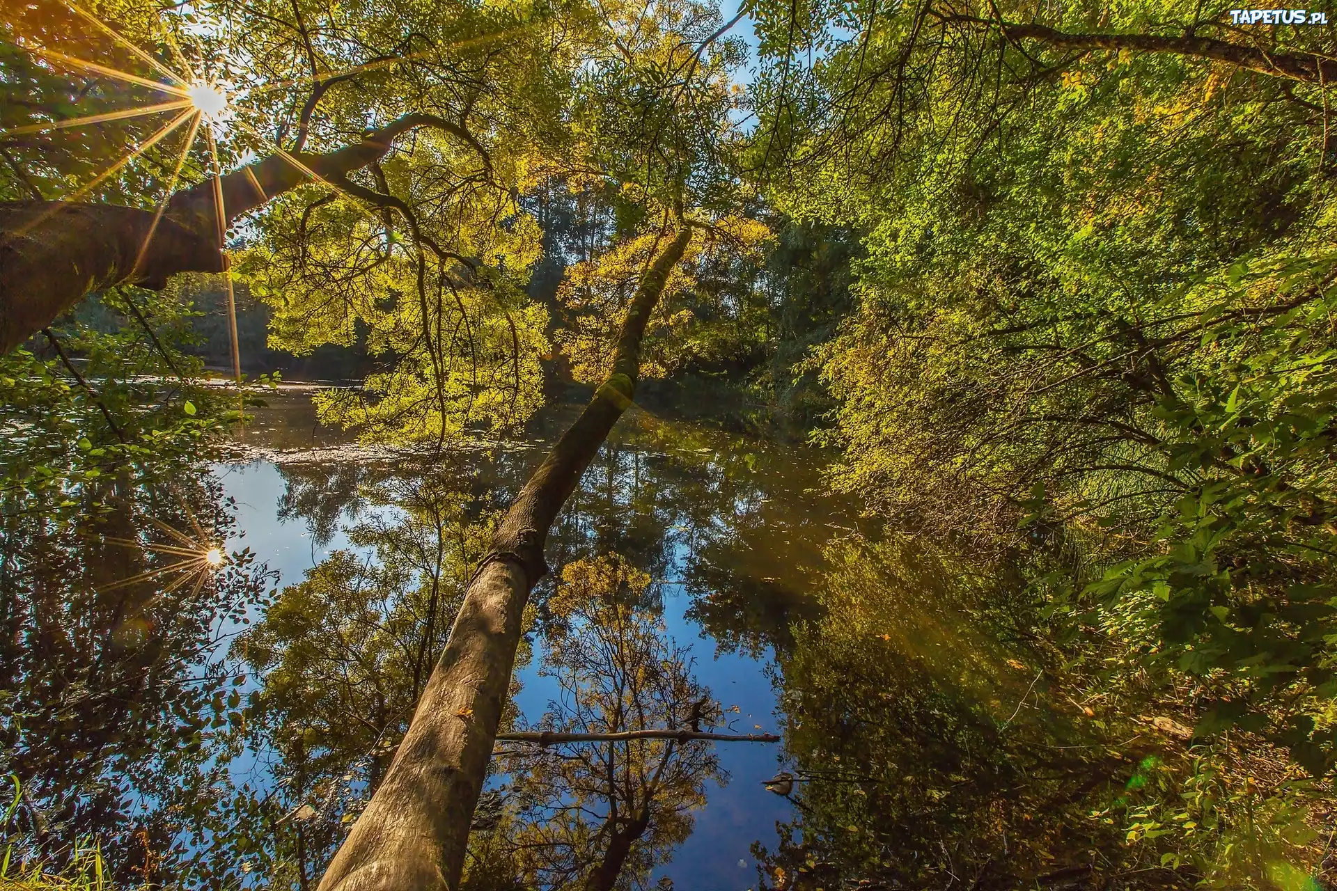 Jezioro, Las, Promienie Słońca