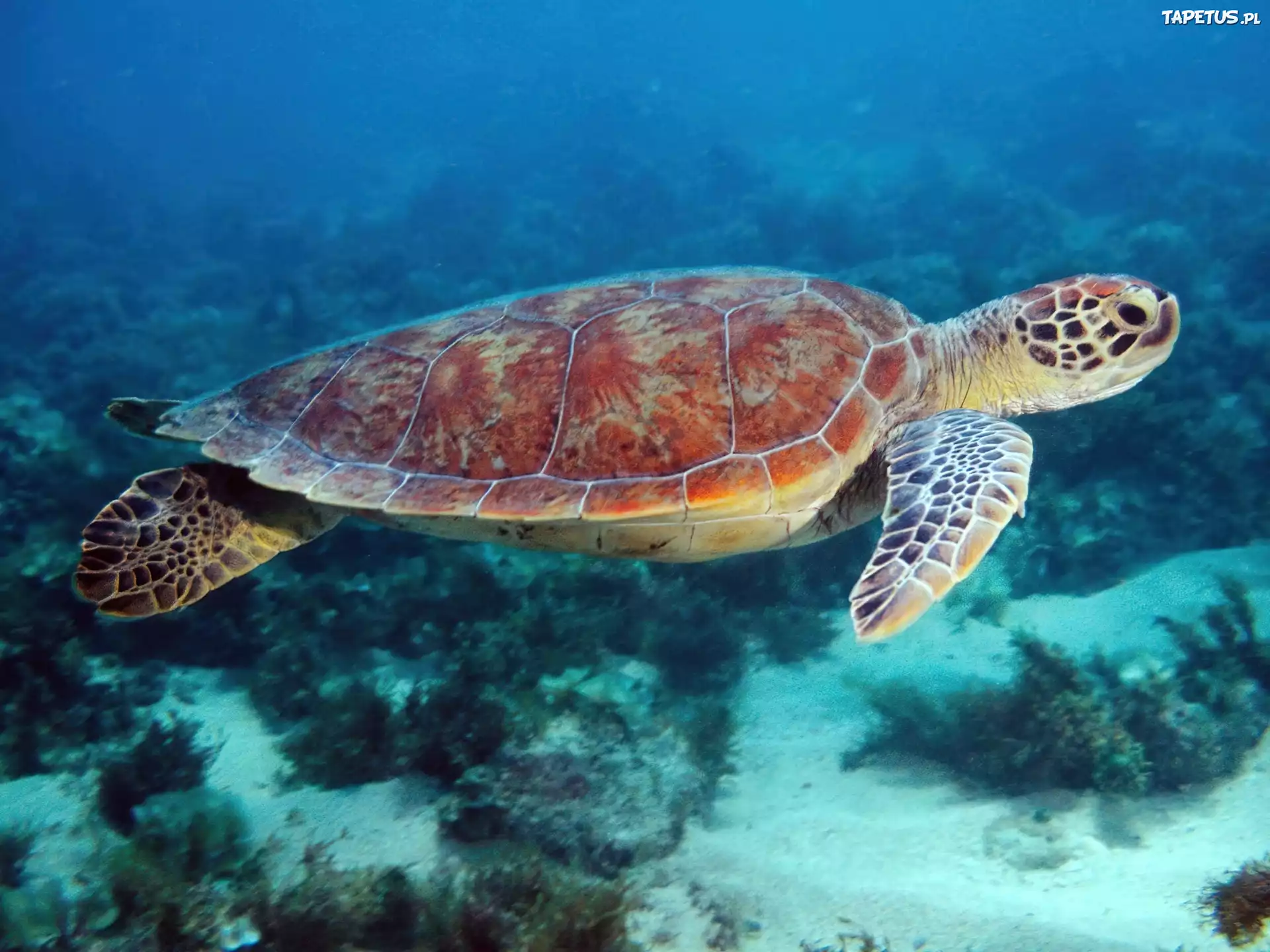 Turtle x. Морская черепаха бисса. Черепаха Каретта-Каретта. Зеленая (суповая морская черепаха). Морская черепаха бисса настоящая Каретта.