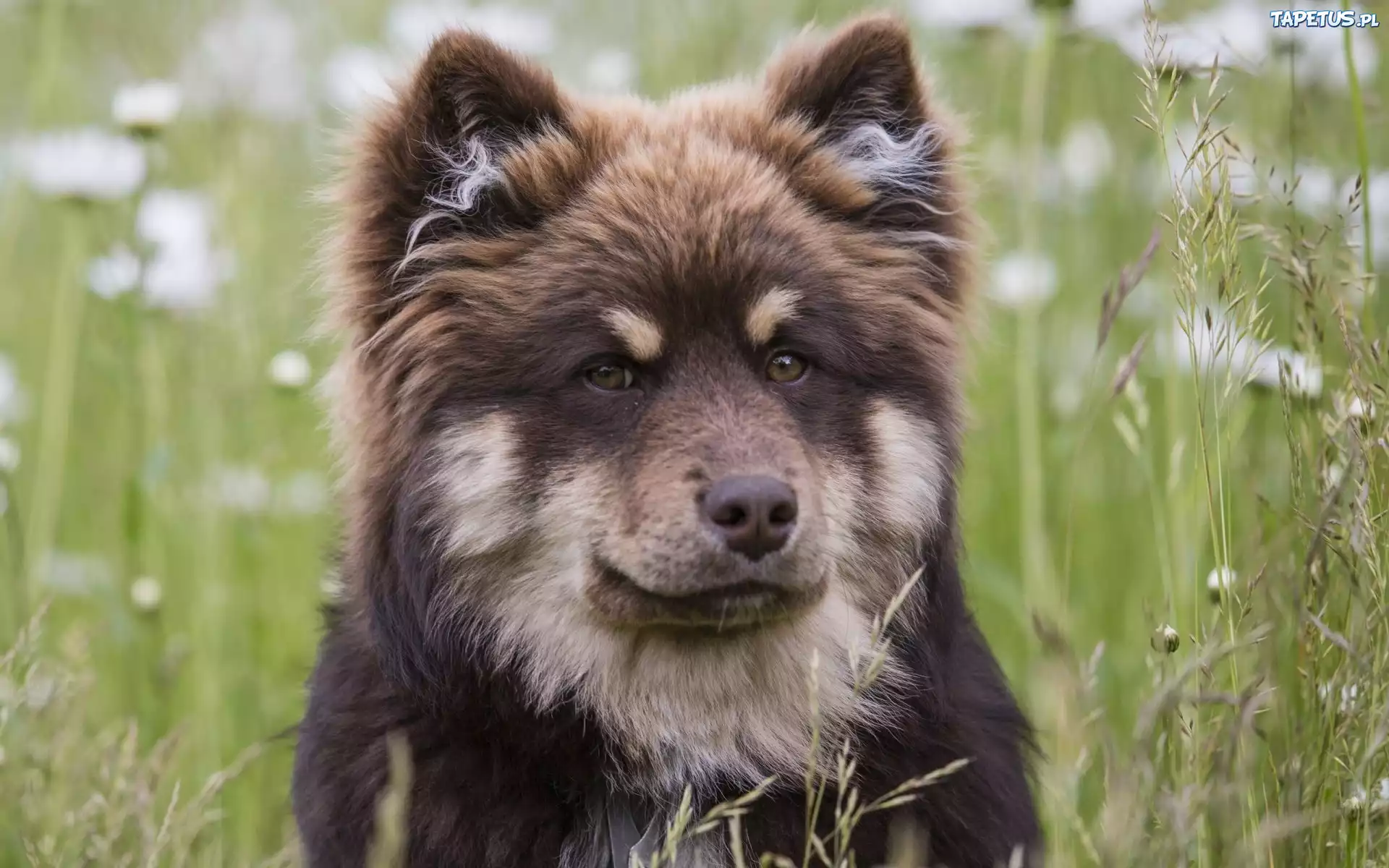 Łąka, Pies, Fiński, Lapphund