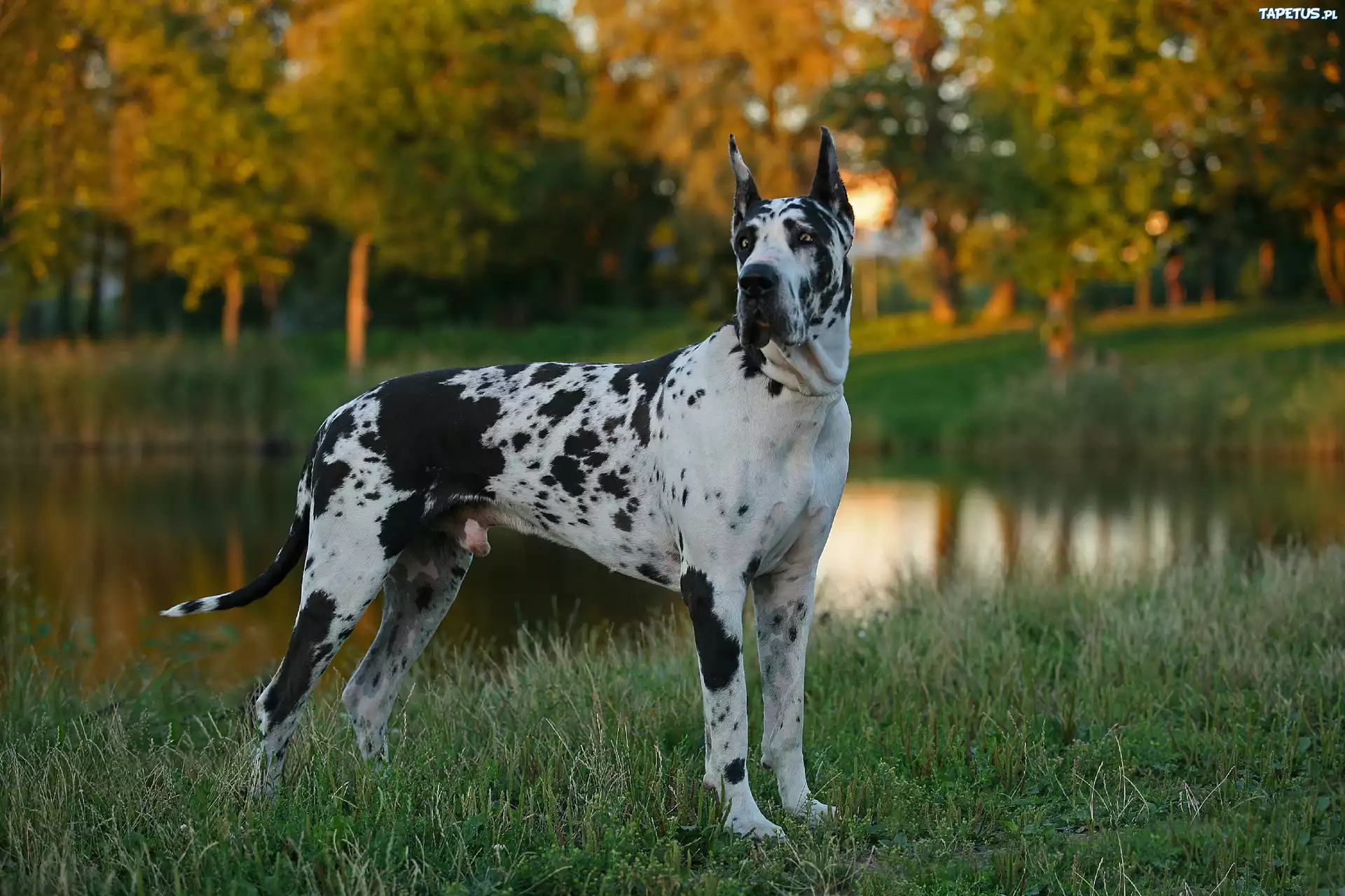 Dog Niemiecki, Arlekin, Park, Staw