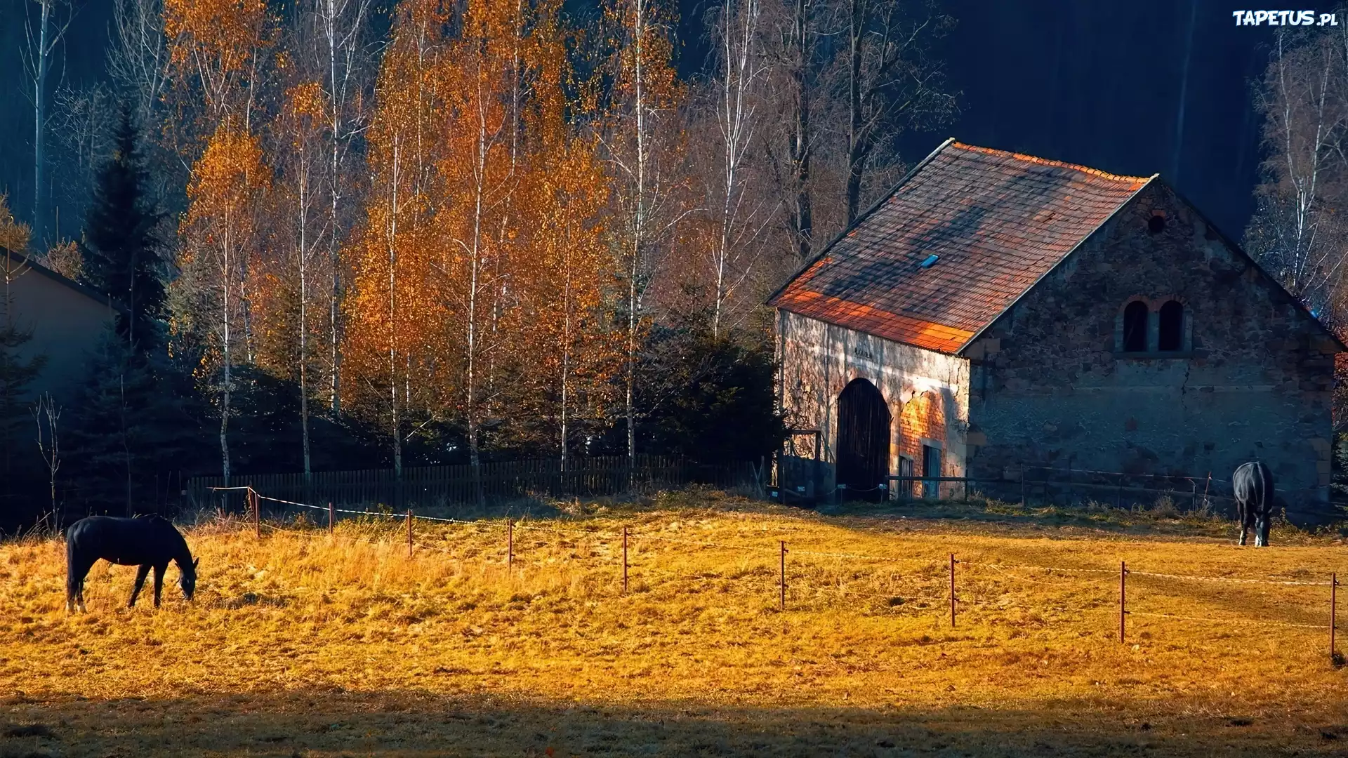 Konie, Pastwisko, Szopa, Drzewa