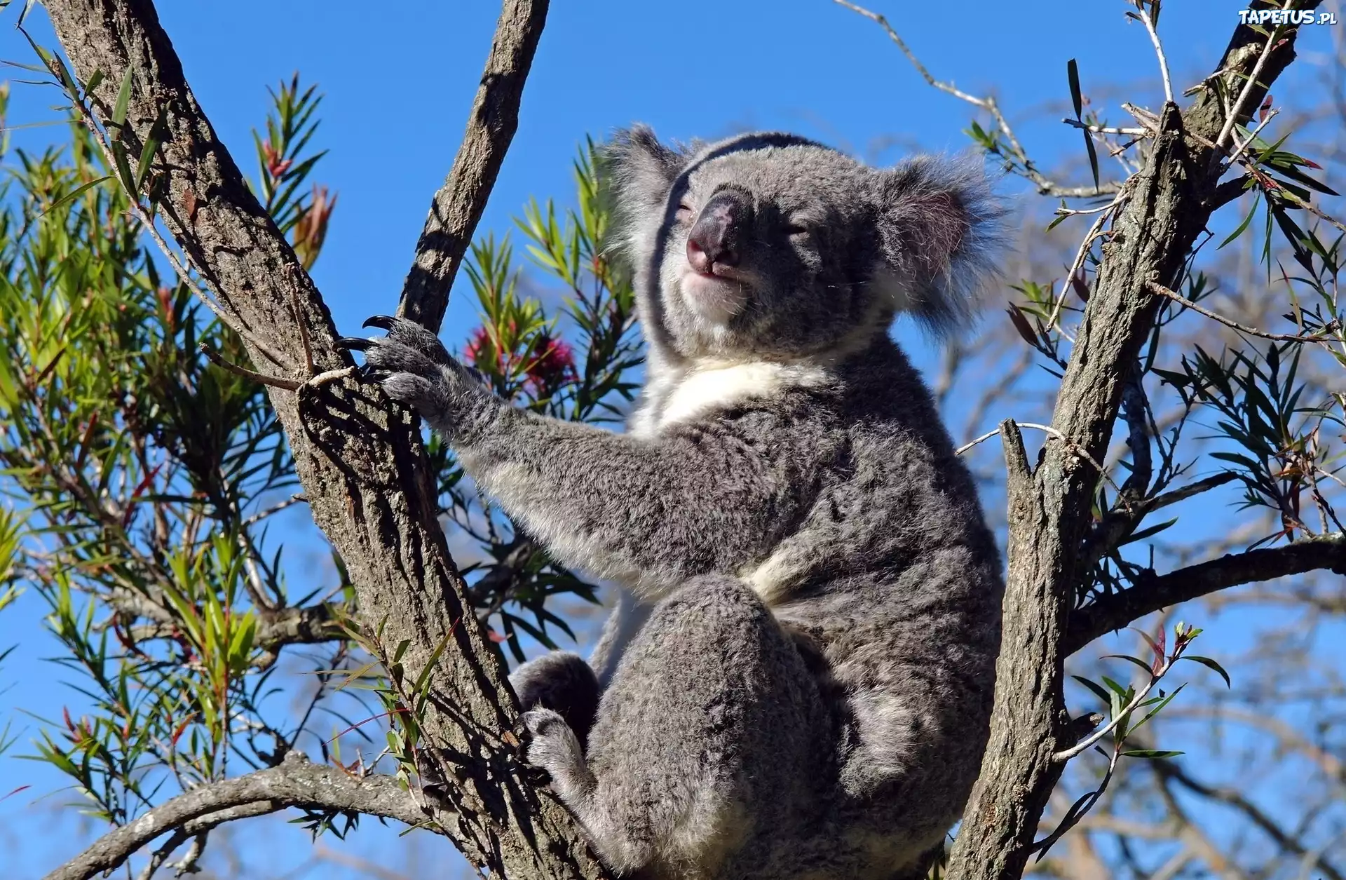 Miś, Koala, Drzewo