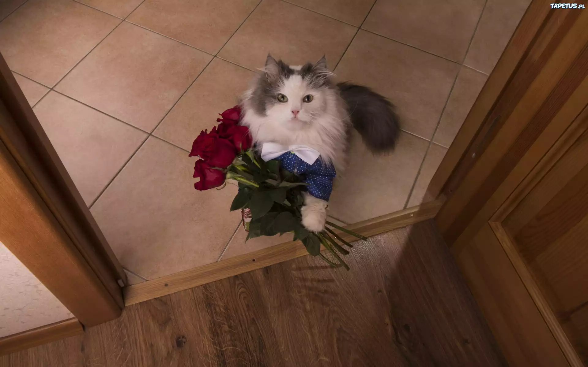 Szarobiały, Kot, Maine coon, Ubranko, Kwiaty, Róże, Bukiet