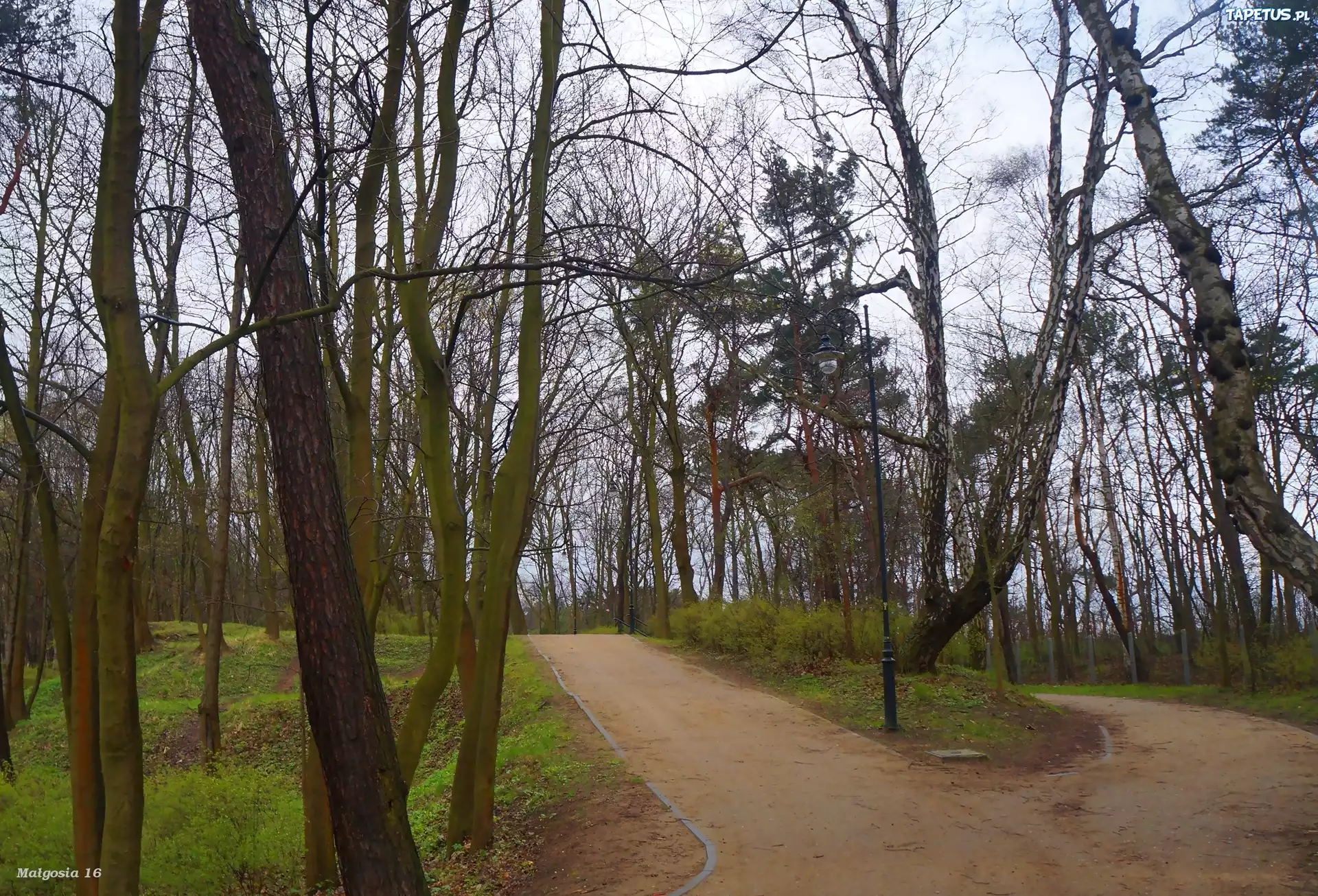Park, Drzewa, Alejki