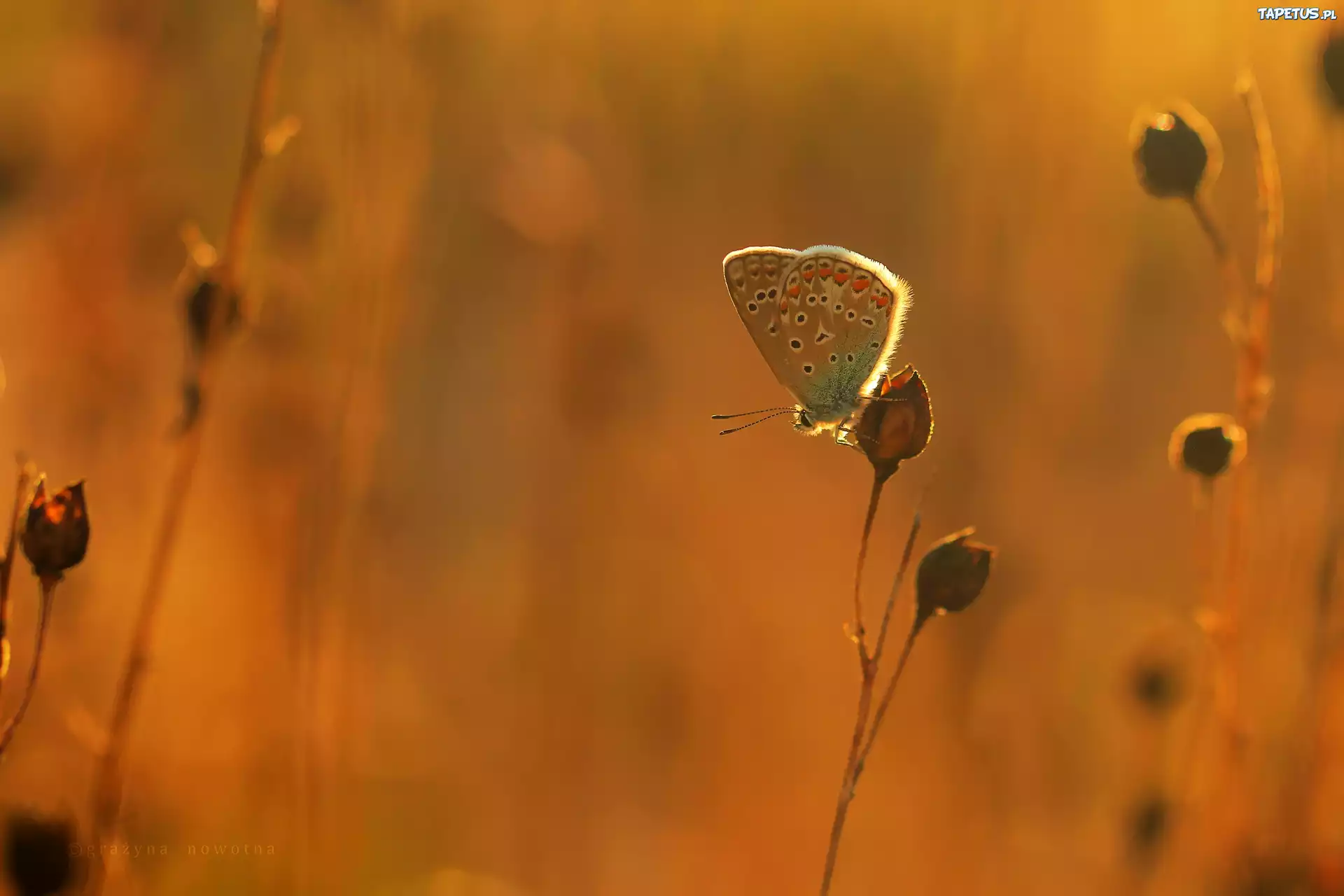 Motyl, Modraszek, Rośliny