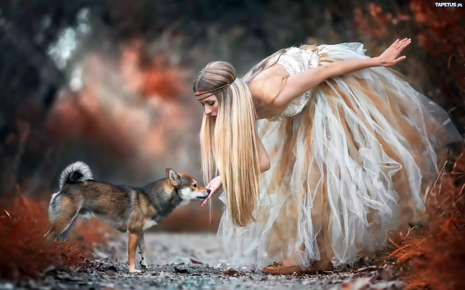 Bajkowy, Las, Droga, Dziewczyna, Shiba Inu