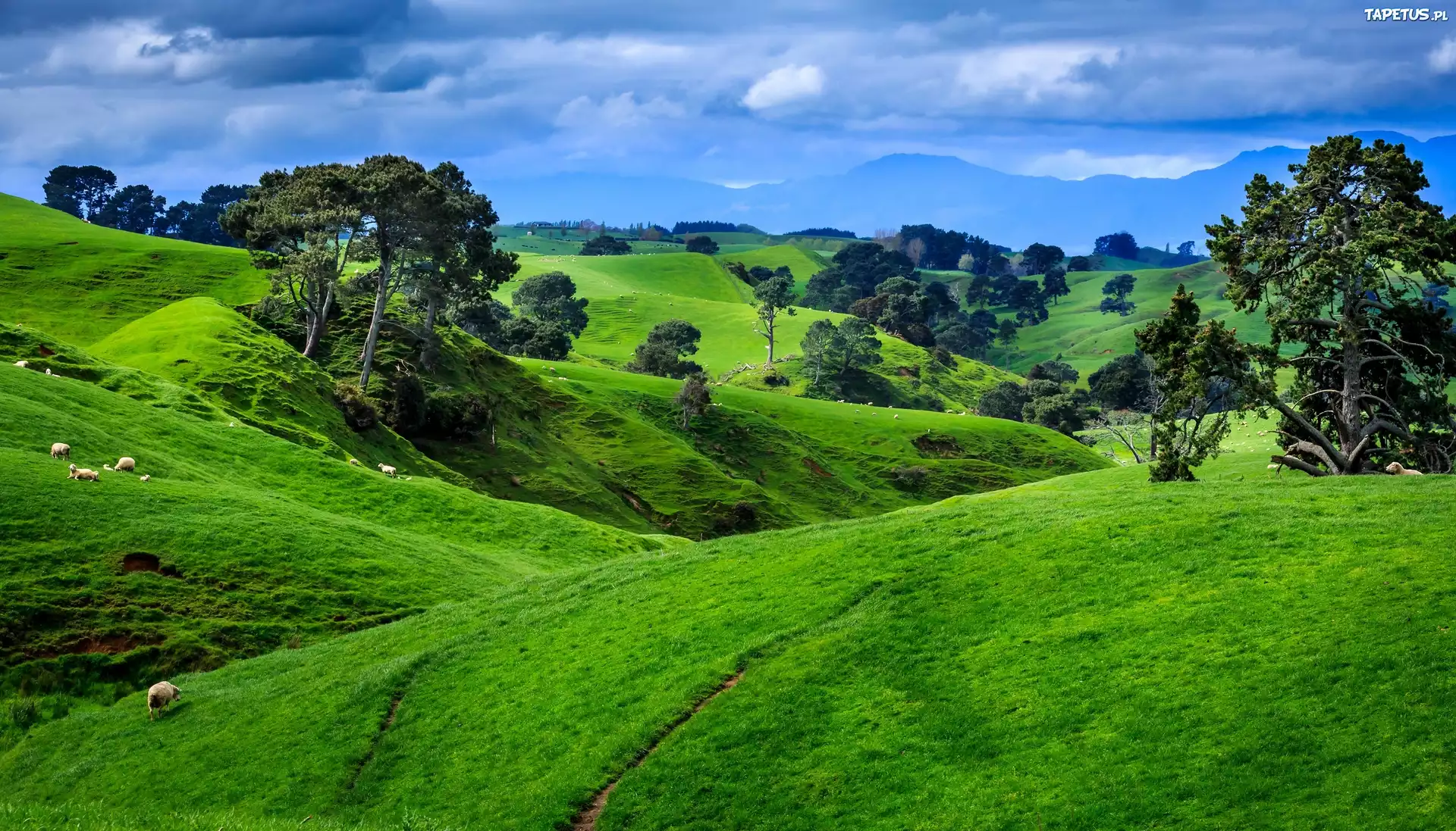 Холмы говорят. Холмы Такака, новая Зеландия. Зеленые Луга новой Зеландии. Новая Зеландия зеленые холмы. Новая Зеландия ландшафт.