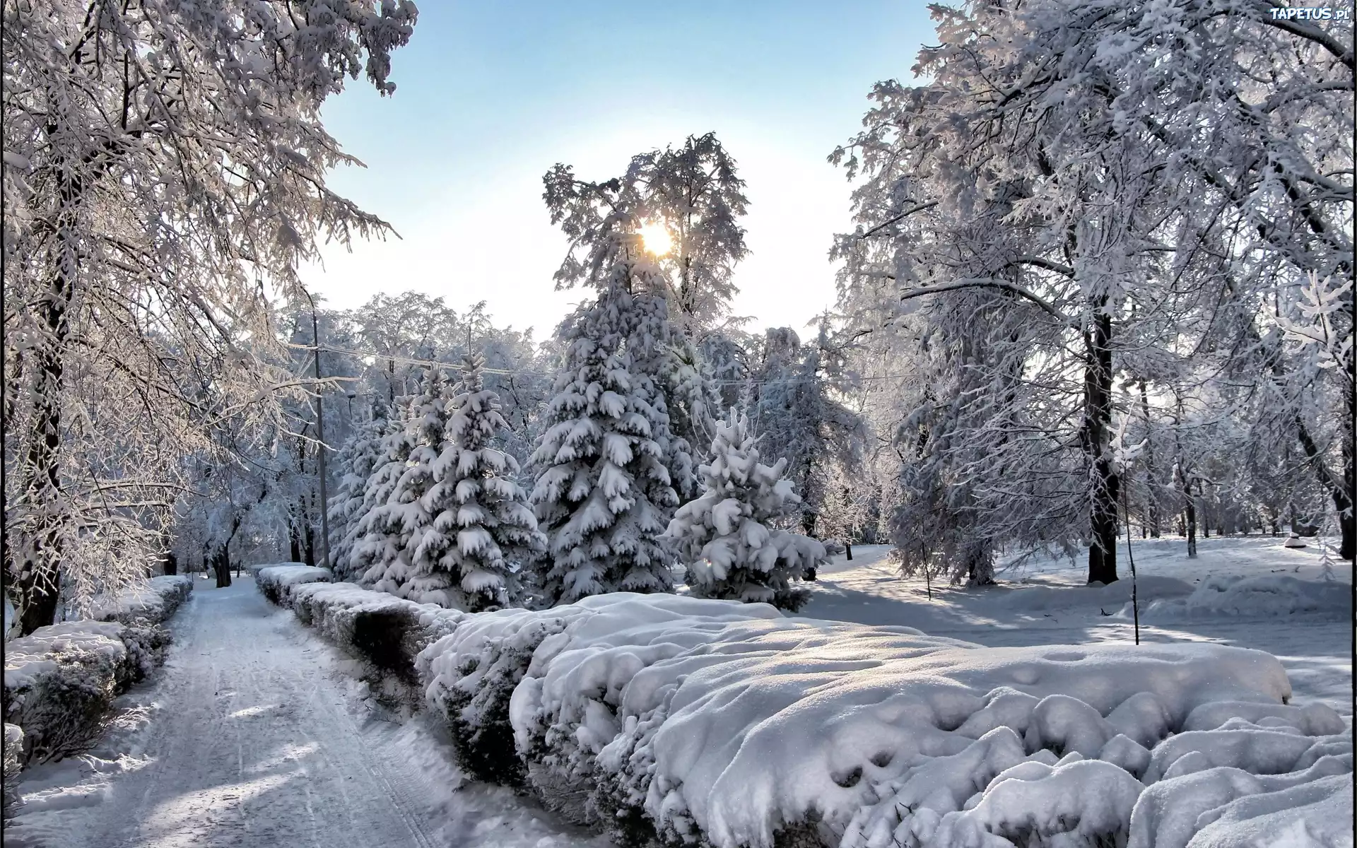 Park, Alejki, Drzewa, Promienie, Słońca, Zima
