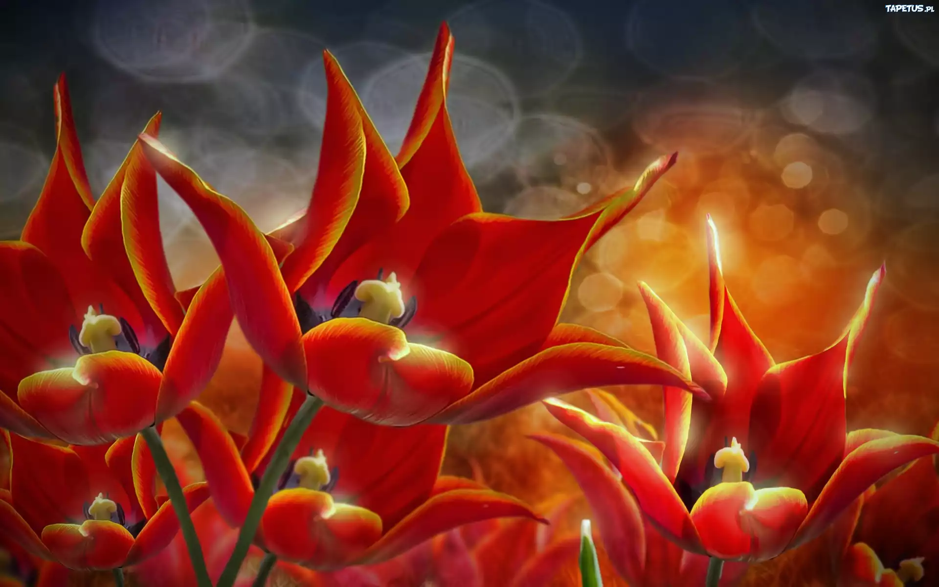 Czerwone, Tulipany, Redering