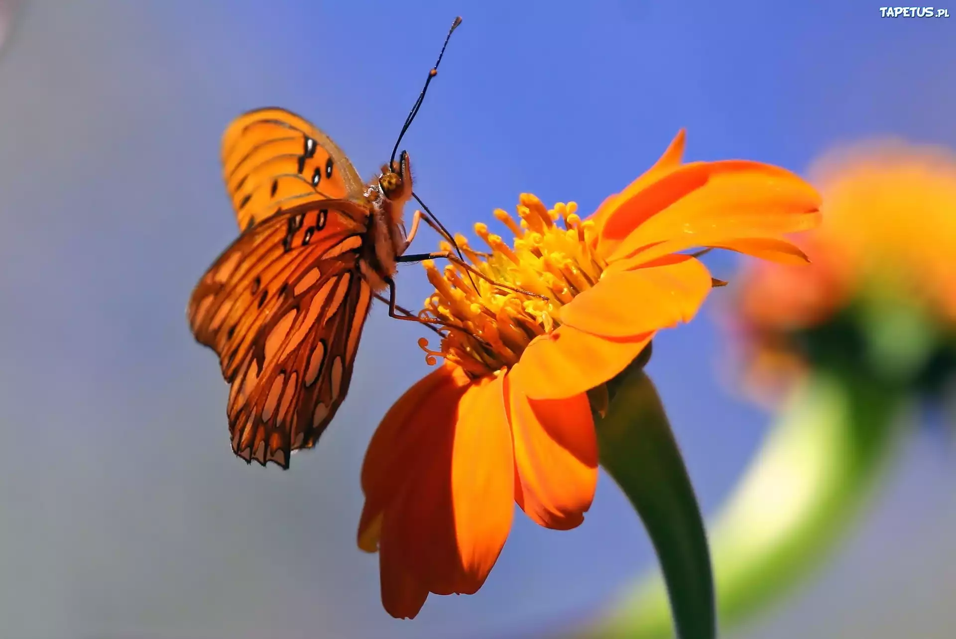 Motyl, Kwiat, Makro