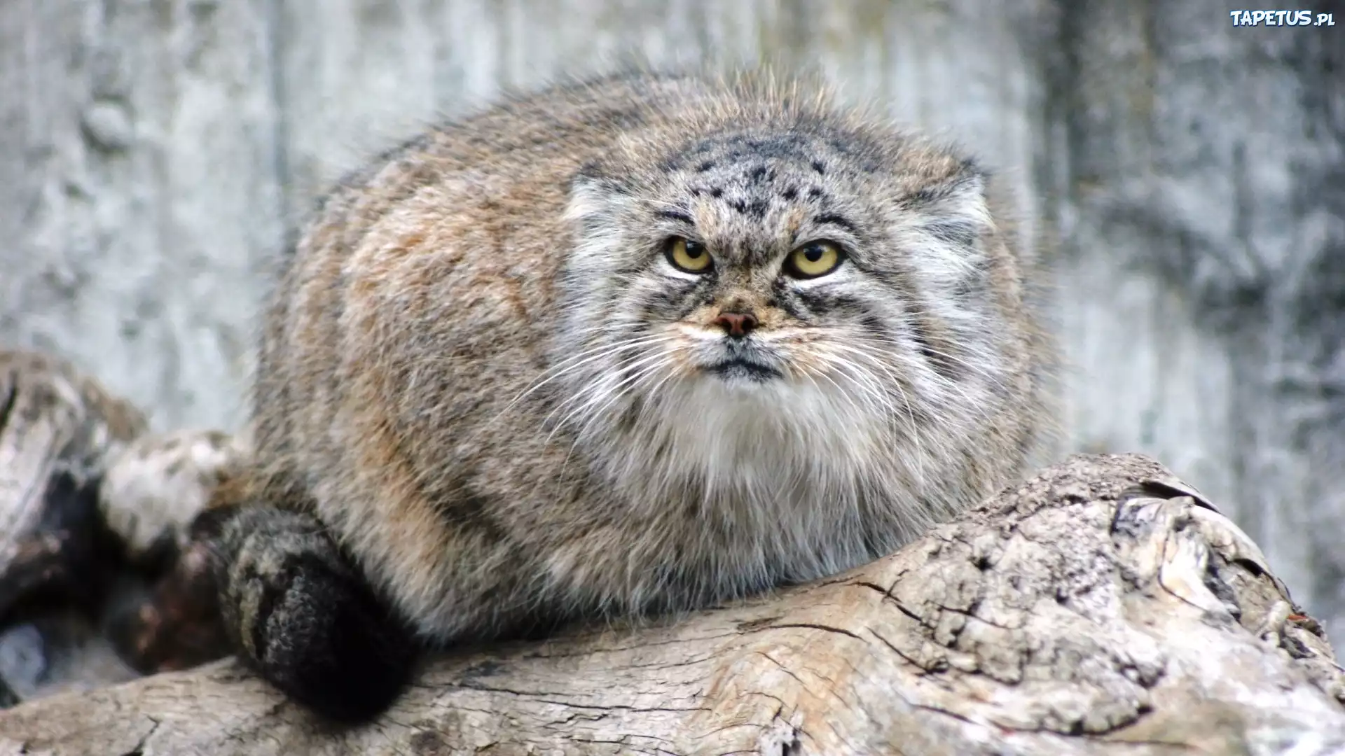 Manul, Skała