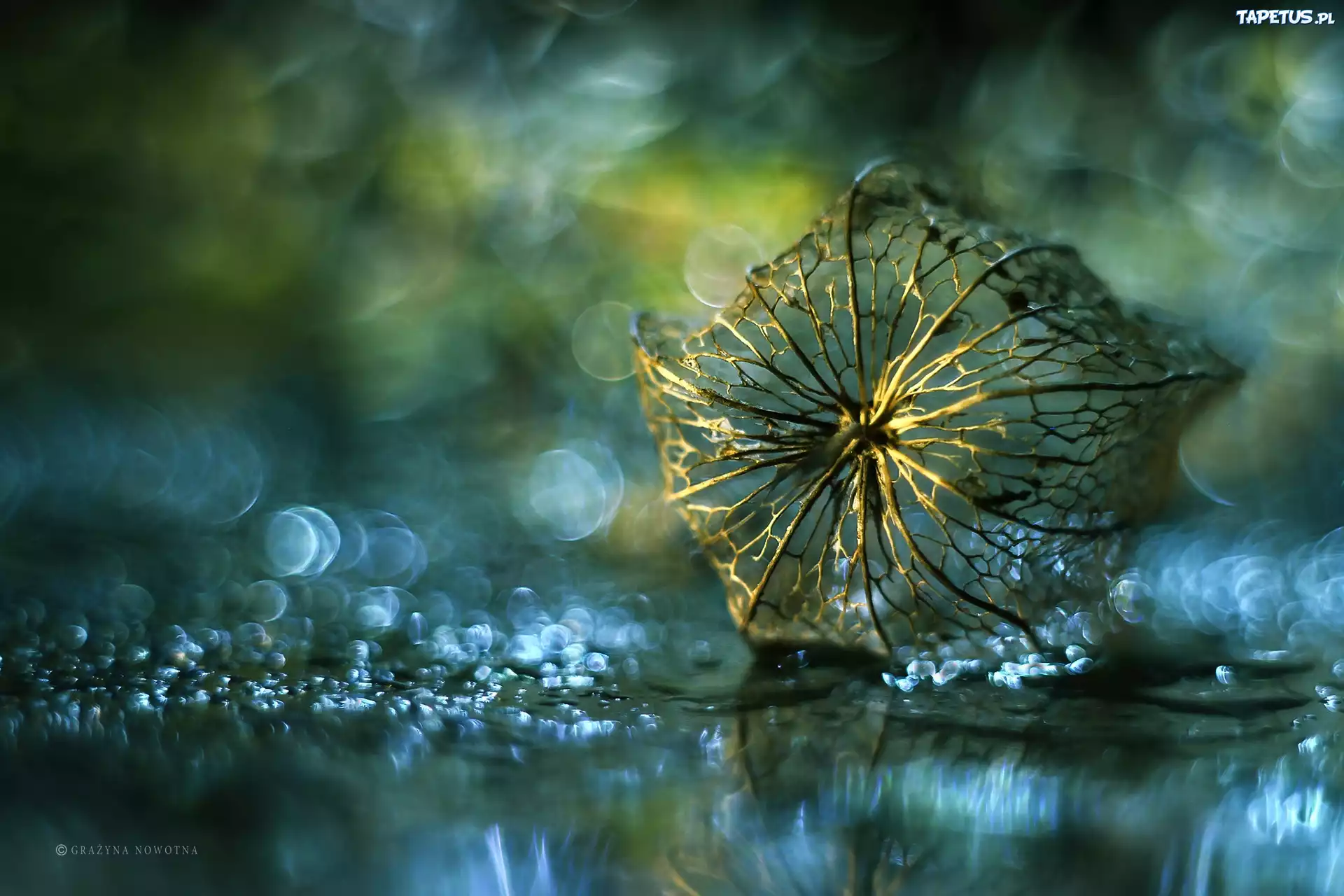 Miechunka Rozdęta, Roślina, Sucha, Bokeh