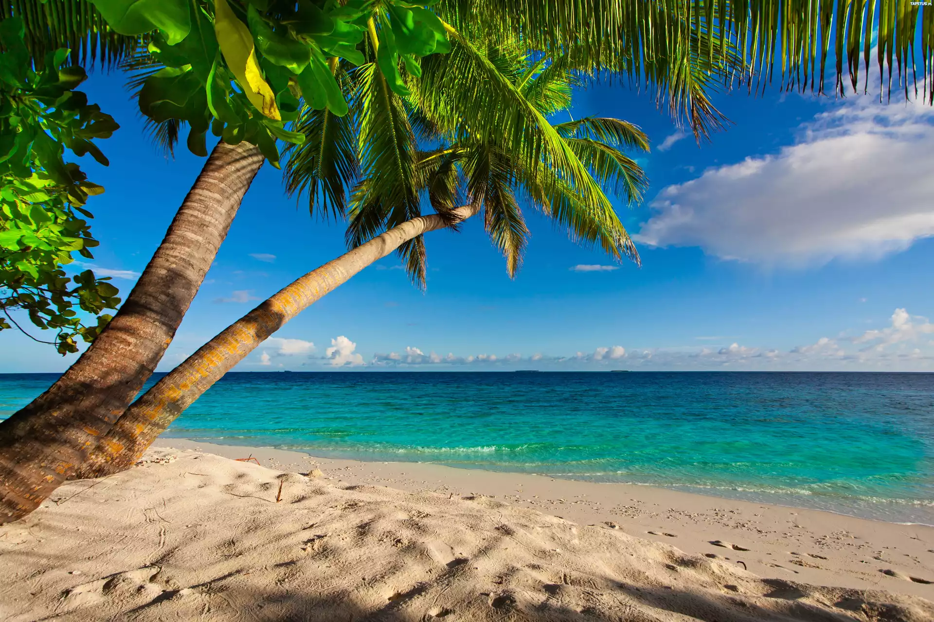 пальмы на пляже без смс