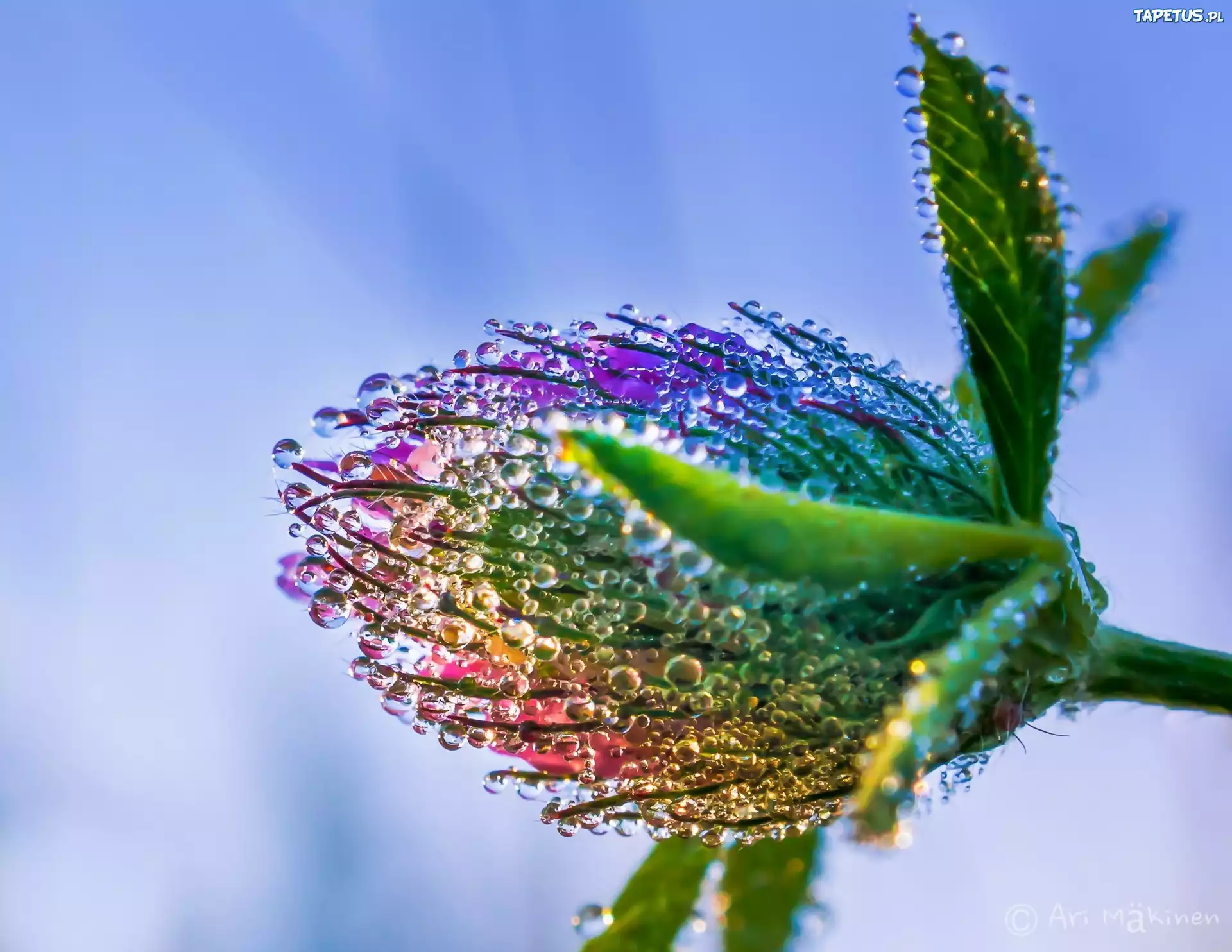Отражение цветка в каплях росы без смс