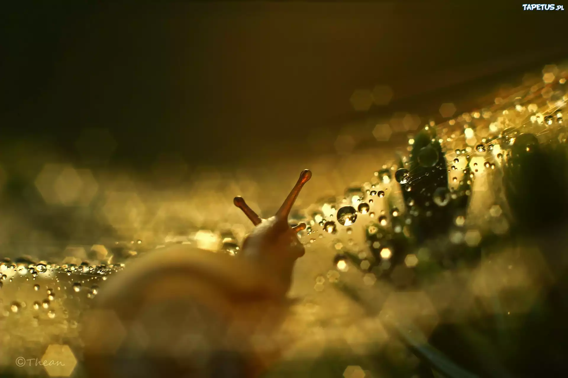 Ślimak, Rogi, Bokeh