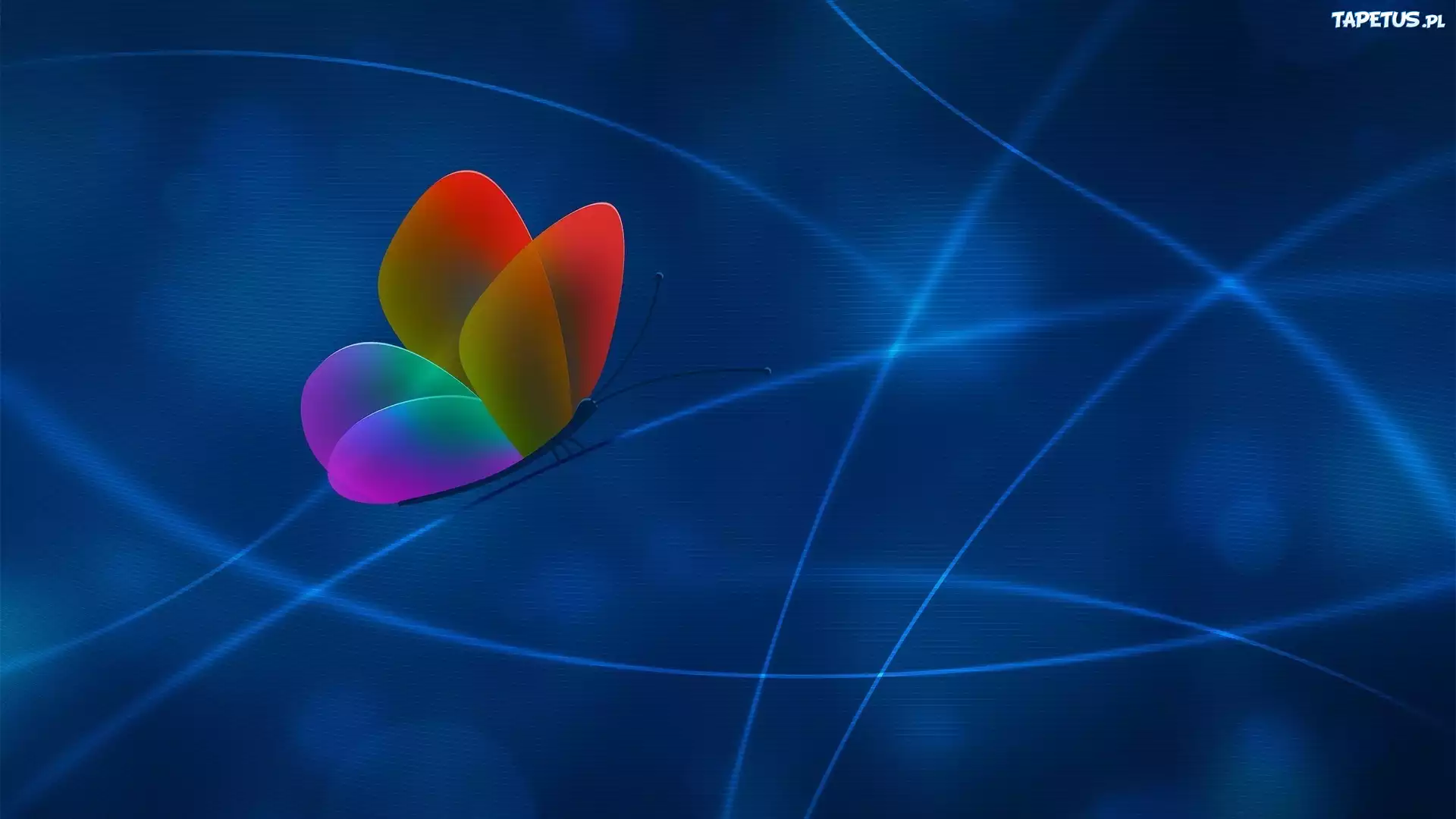 Kolorowy, Motyl, Grafika, Komputerowa, 3D, Linie