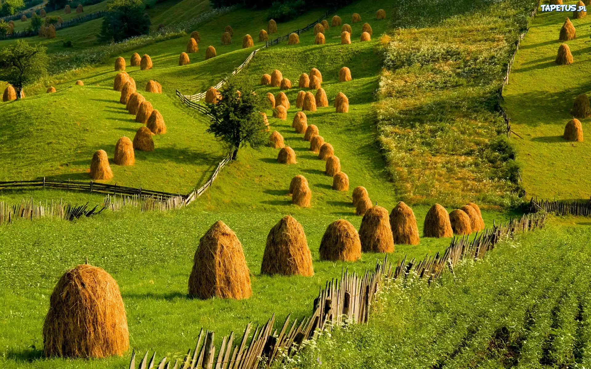 Łąki, Stogi, Siana, Lato