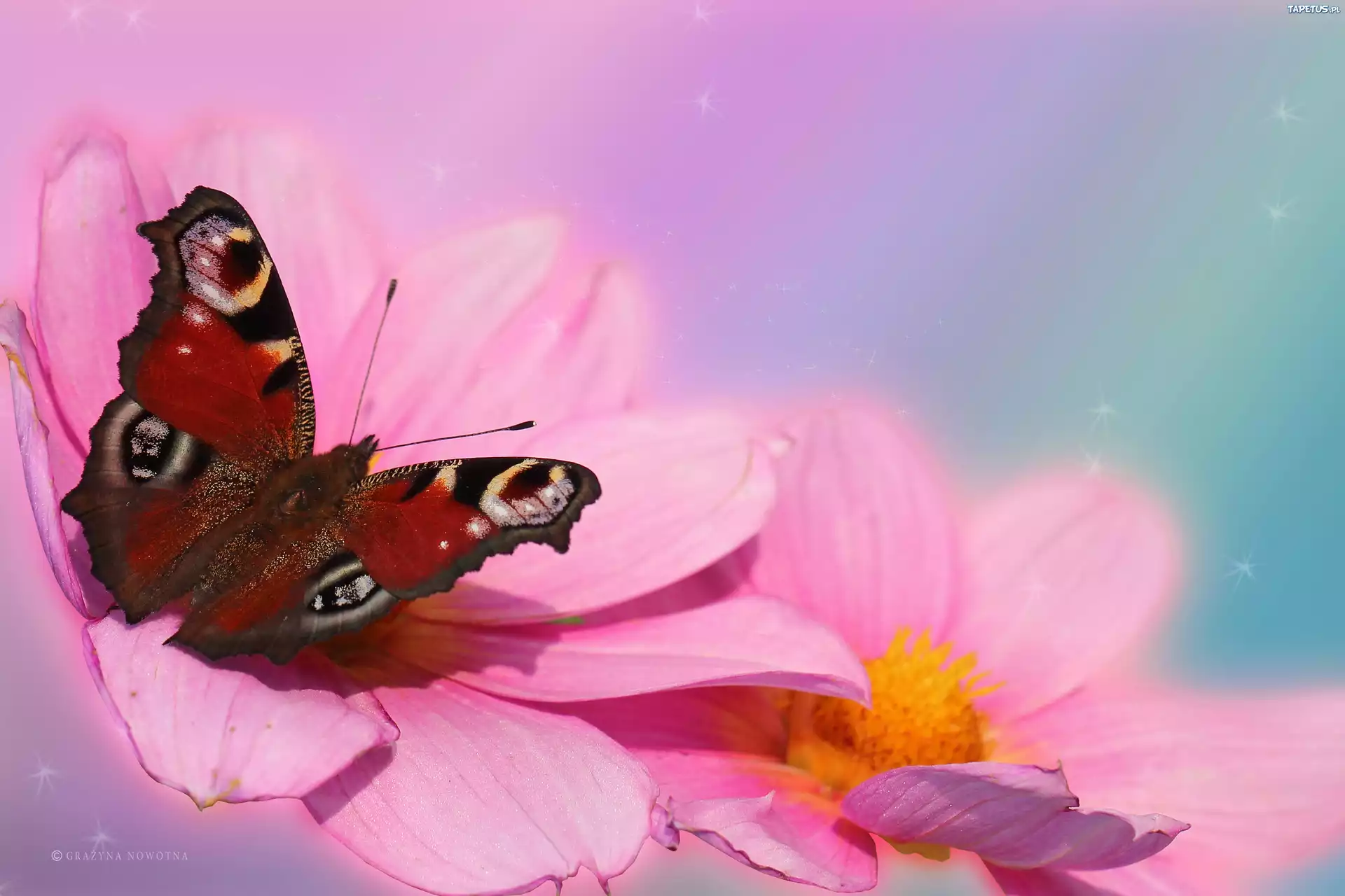 Motyl, Rusałka Pawik, Owad, Różowe, Dalie