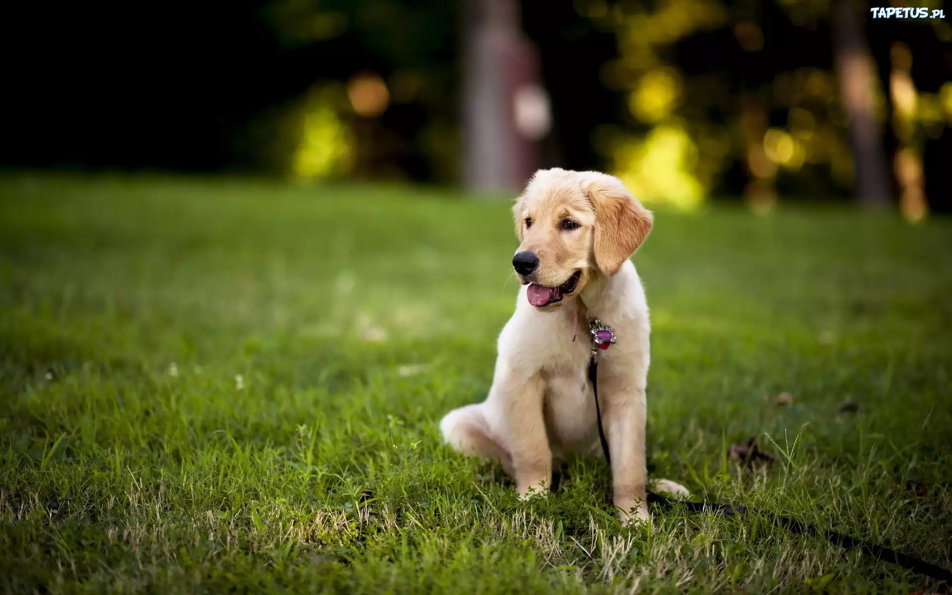 Golden Retriever, Szczeniak, Smycz