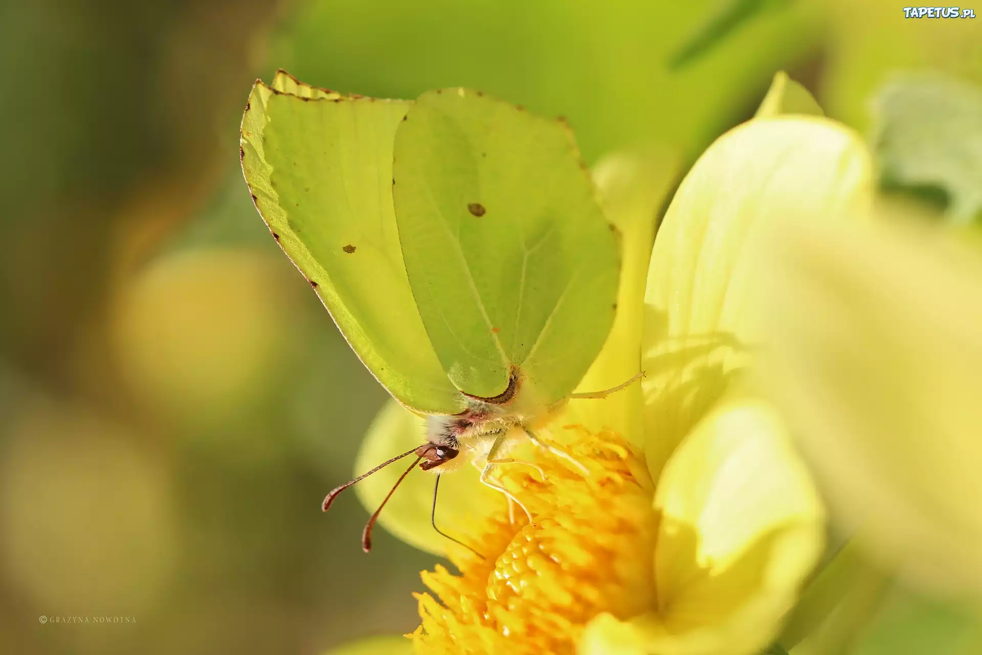 Motyl, Cytrynek, Owad