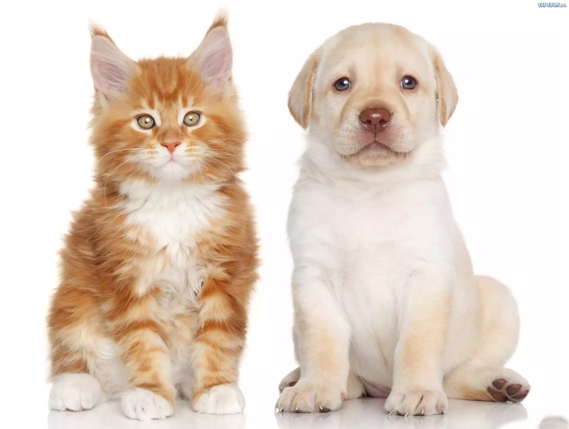 Kot, Maine Coon, Pies, Labrador Retriever