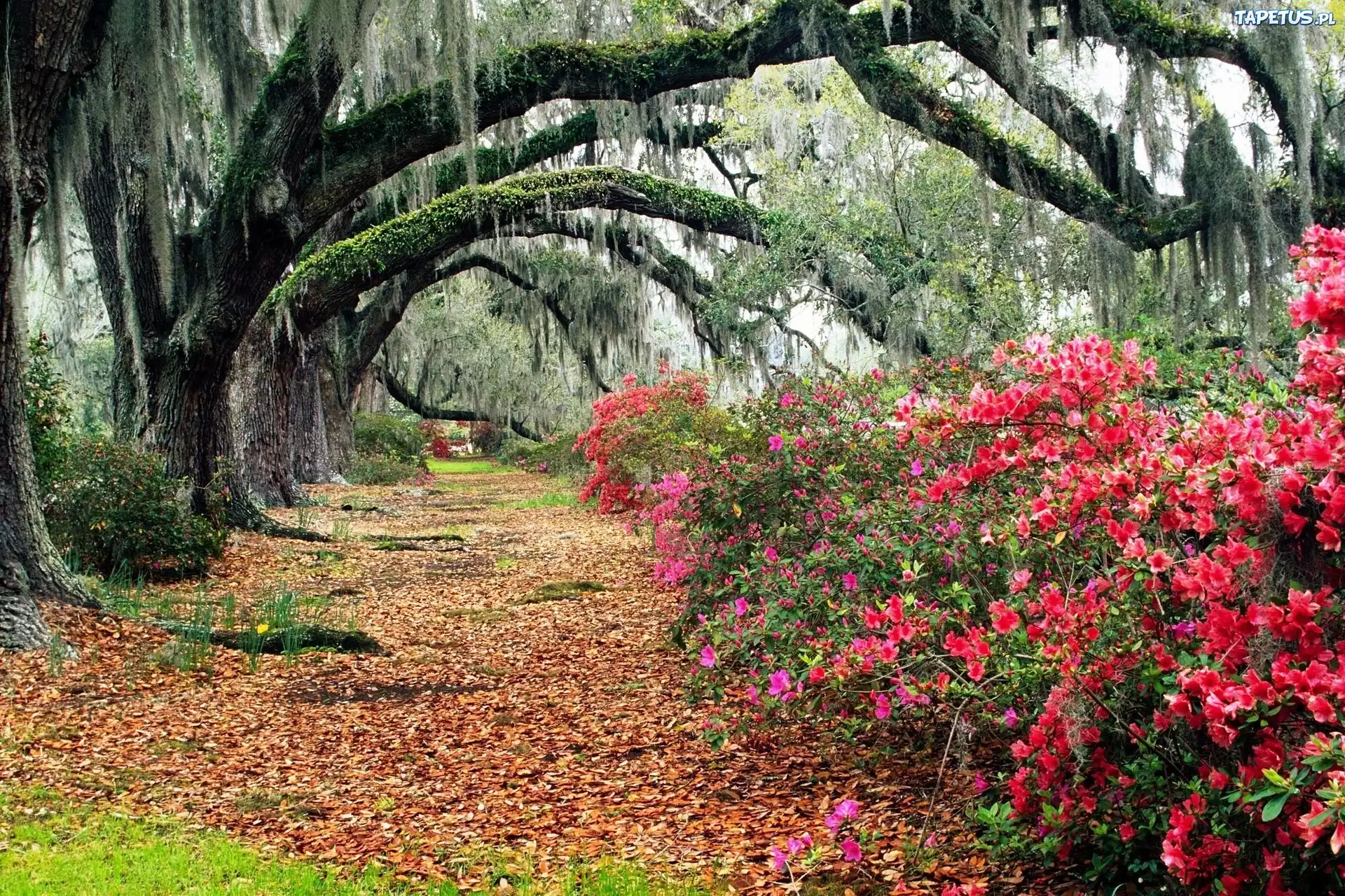 Park, Azalia