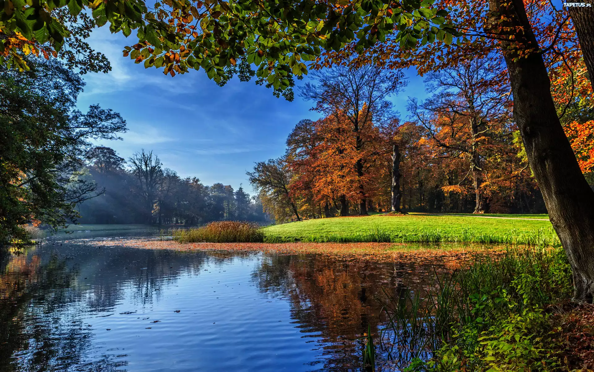Jezioro, Las, Drzewa