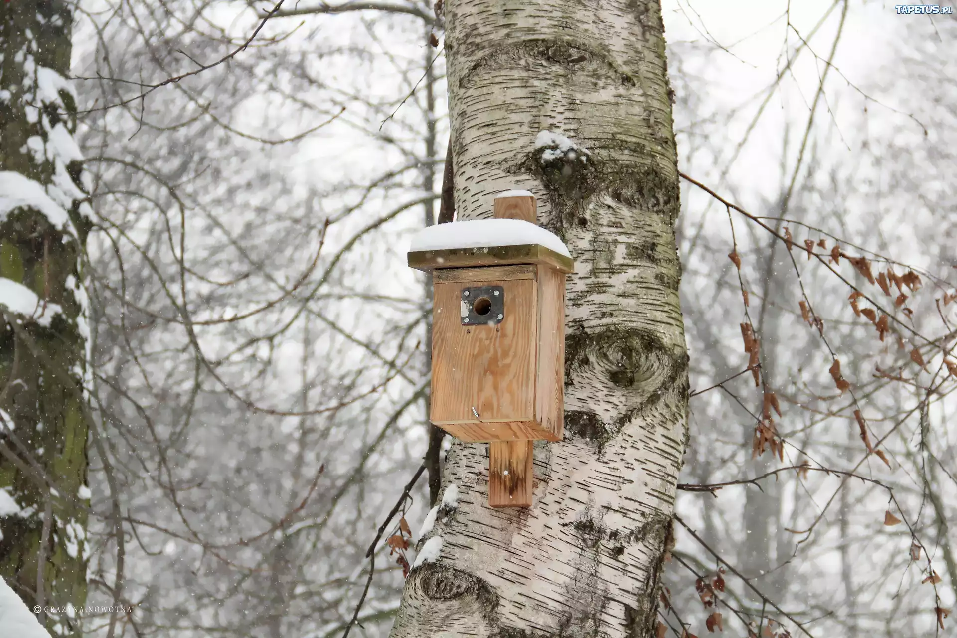 Brzoza, Karmnik, Zima