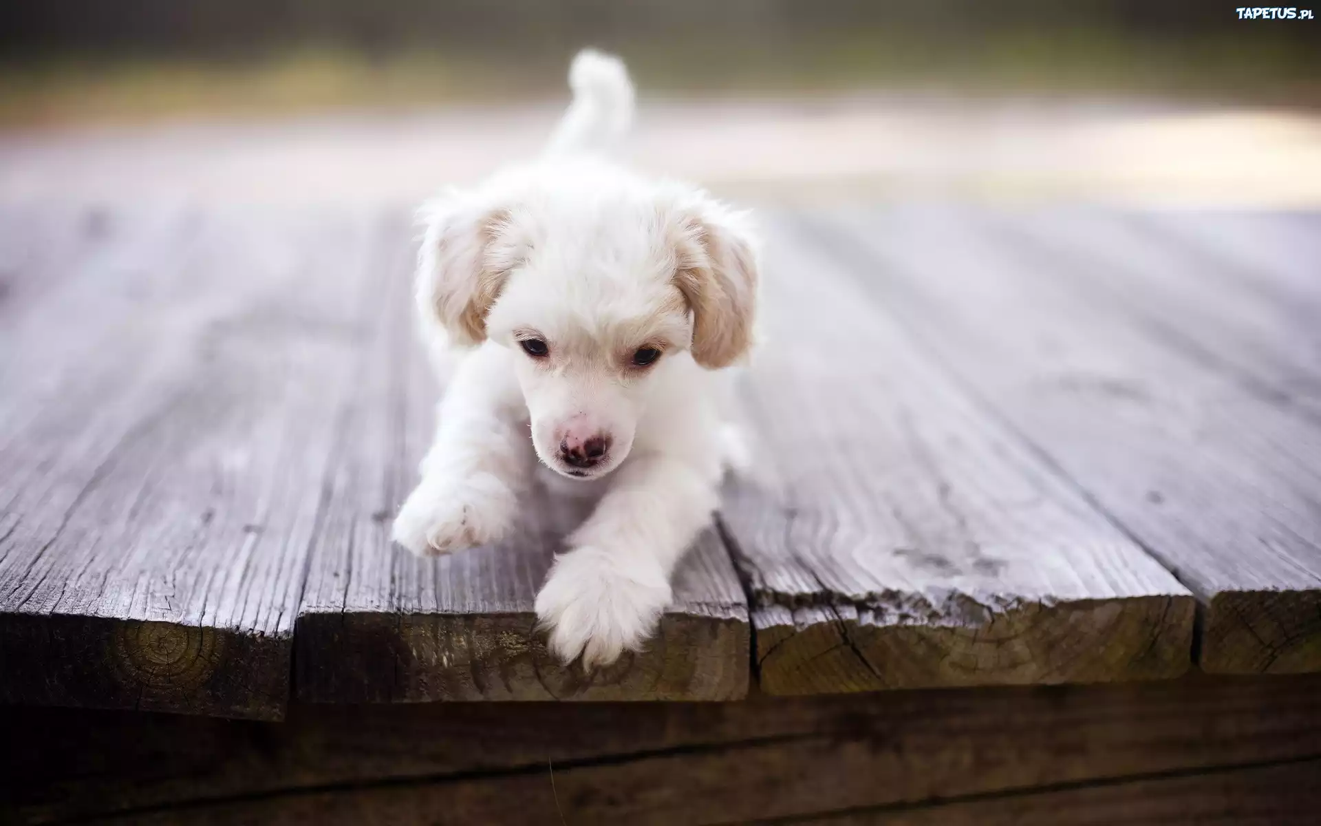 Szczeniak, Labrador Retriever, Deski