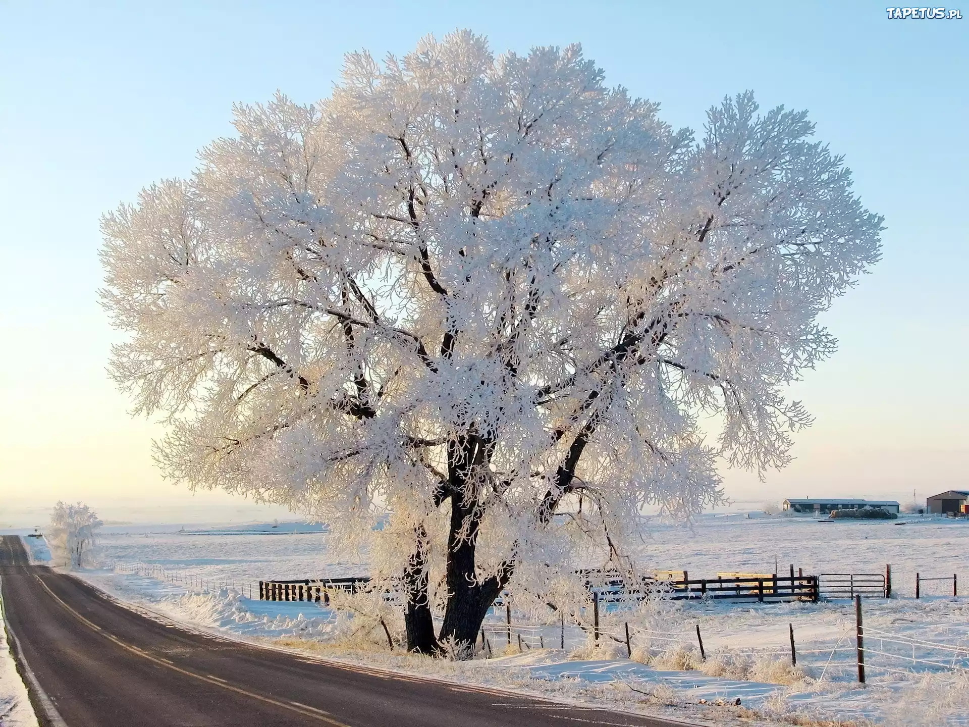 Зима красивые деревья. Иней на деревьях. Зимнее дерево. Красивое развесистое дерево зимой. Деревья в снегу.