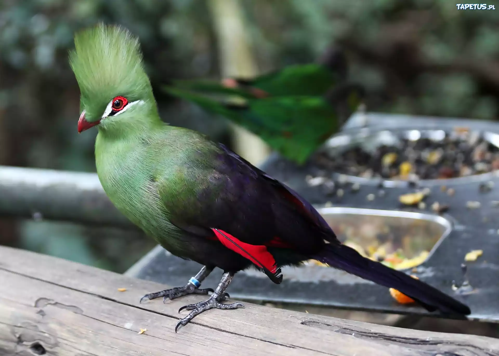 Ptak, Turaco