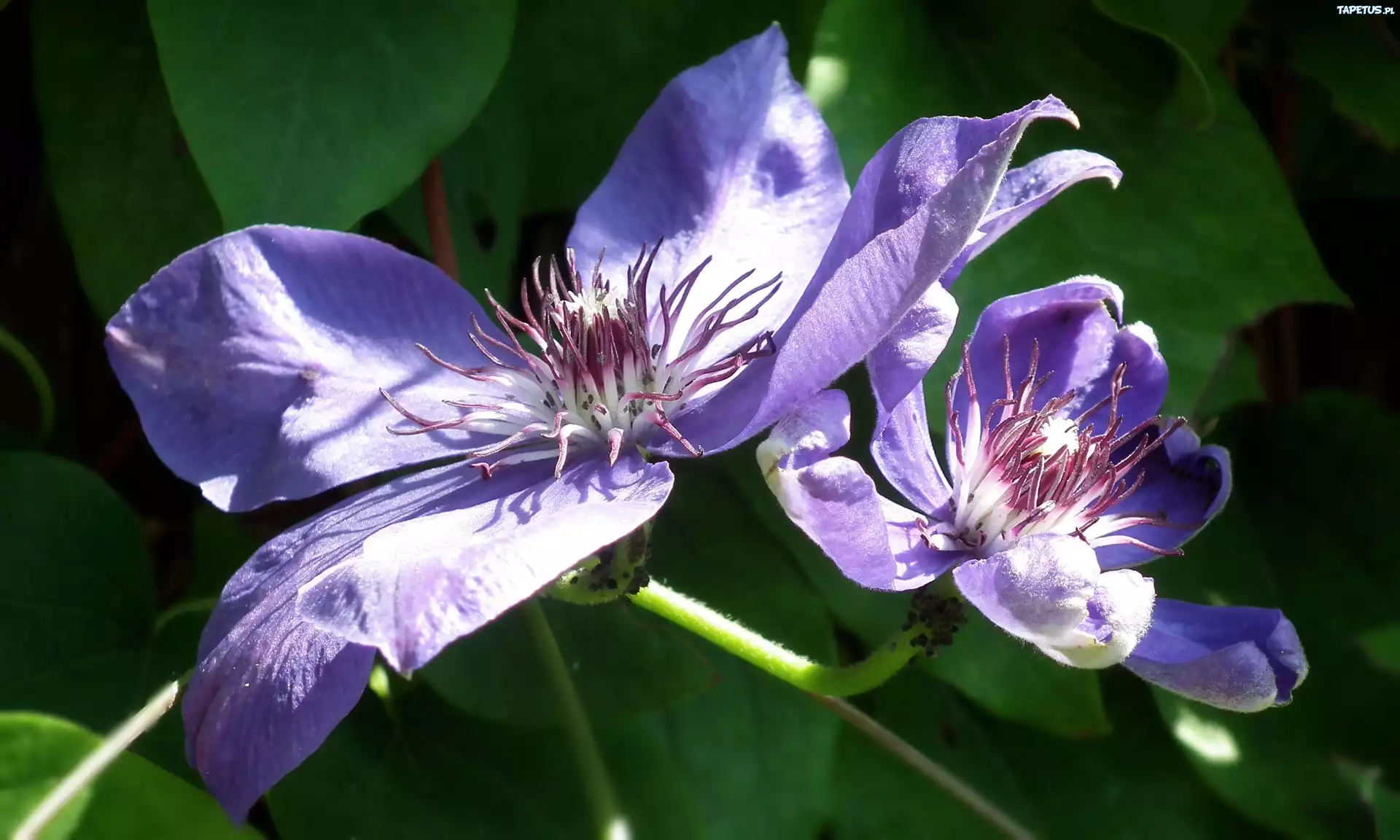 Przyroda, Kwiaty, Clematis