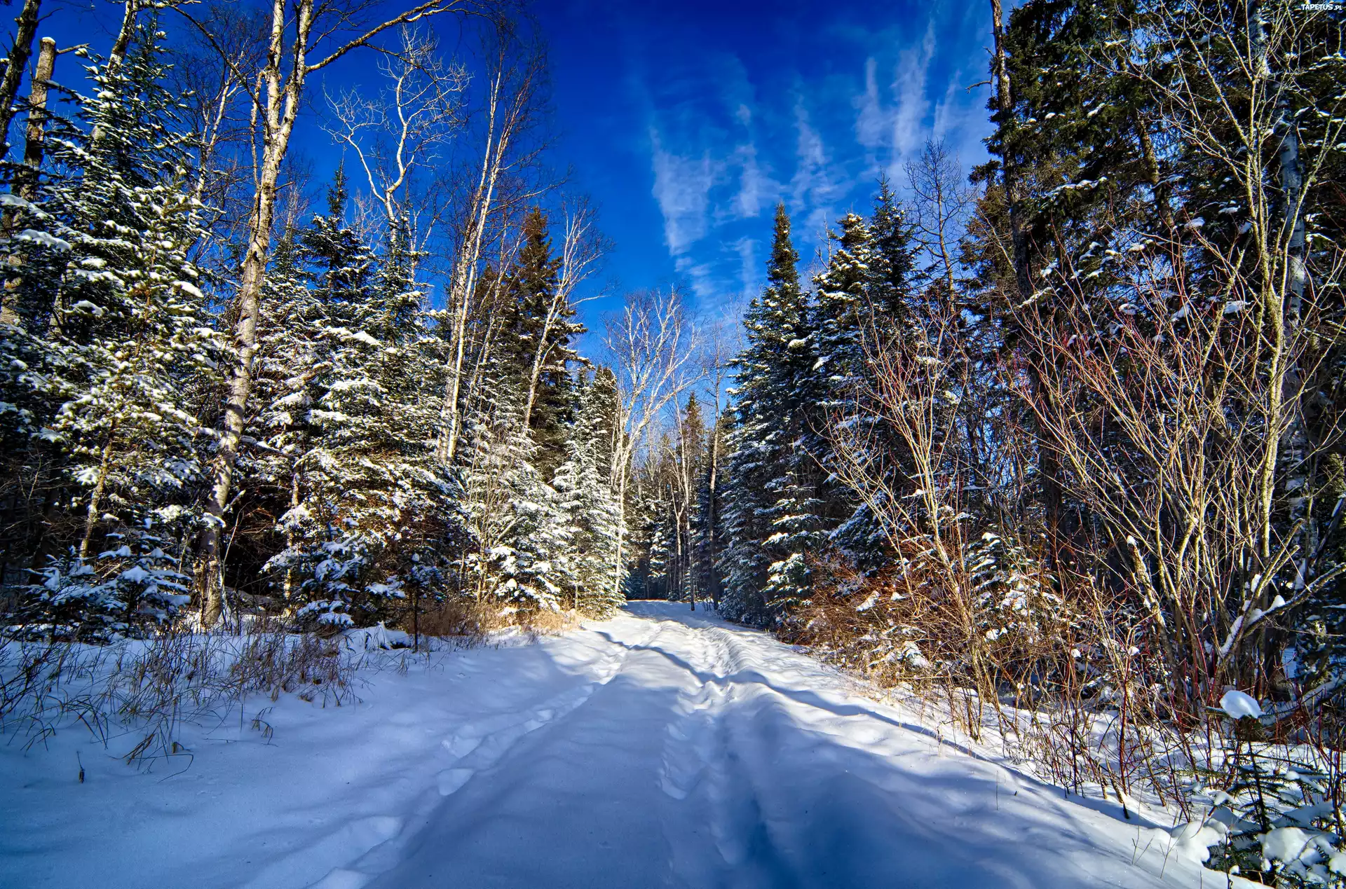 Winter forest. Зимний лес. Зимой в лесу. Смешанные леса зима. Зимний Лесной пейзаж.