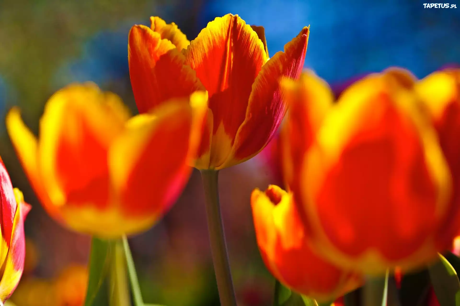 Pomarańczowo, Żółte, Tulipany