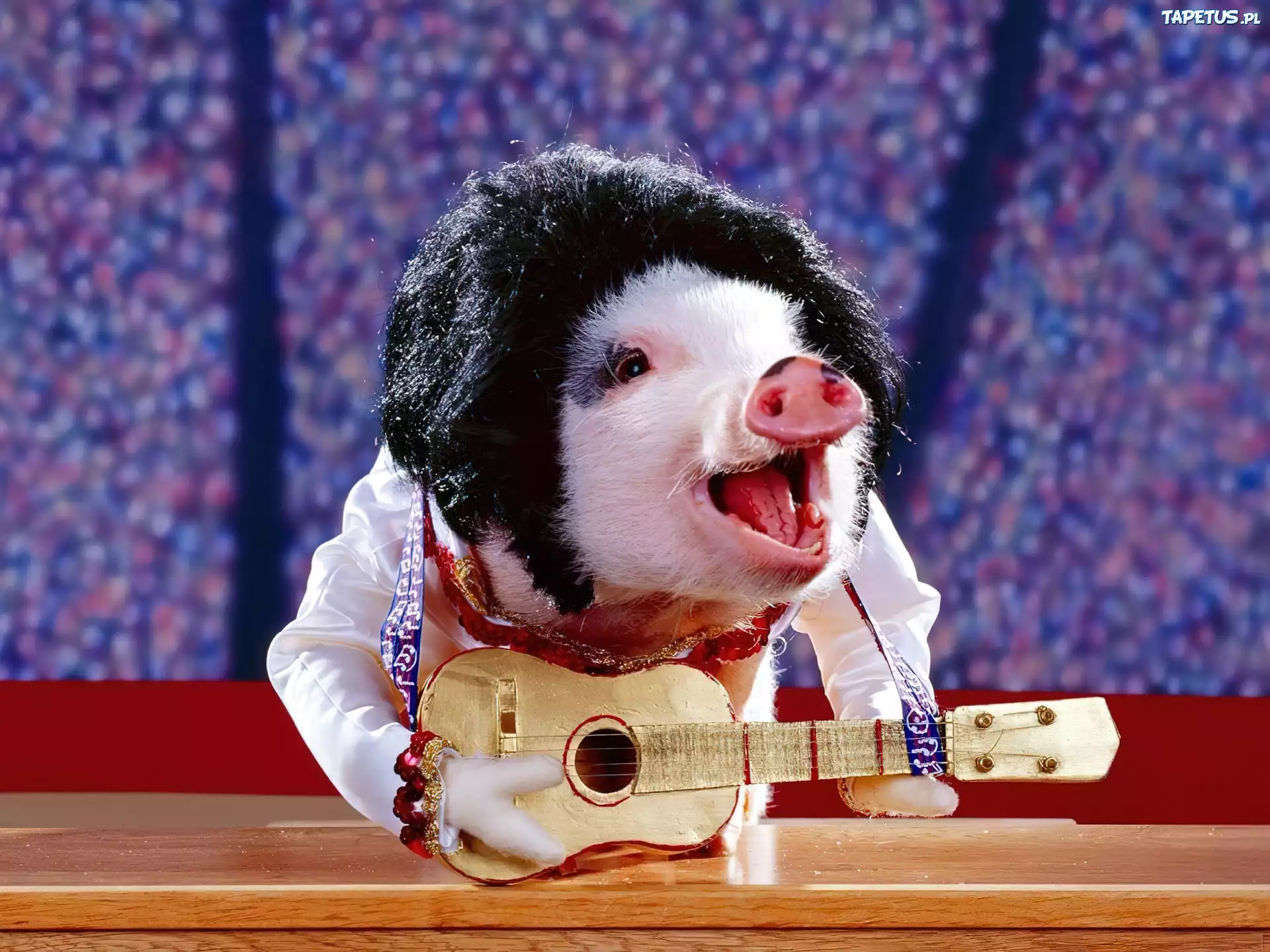Świnia z Gitarą, Śmieszne