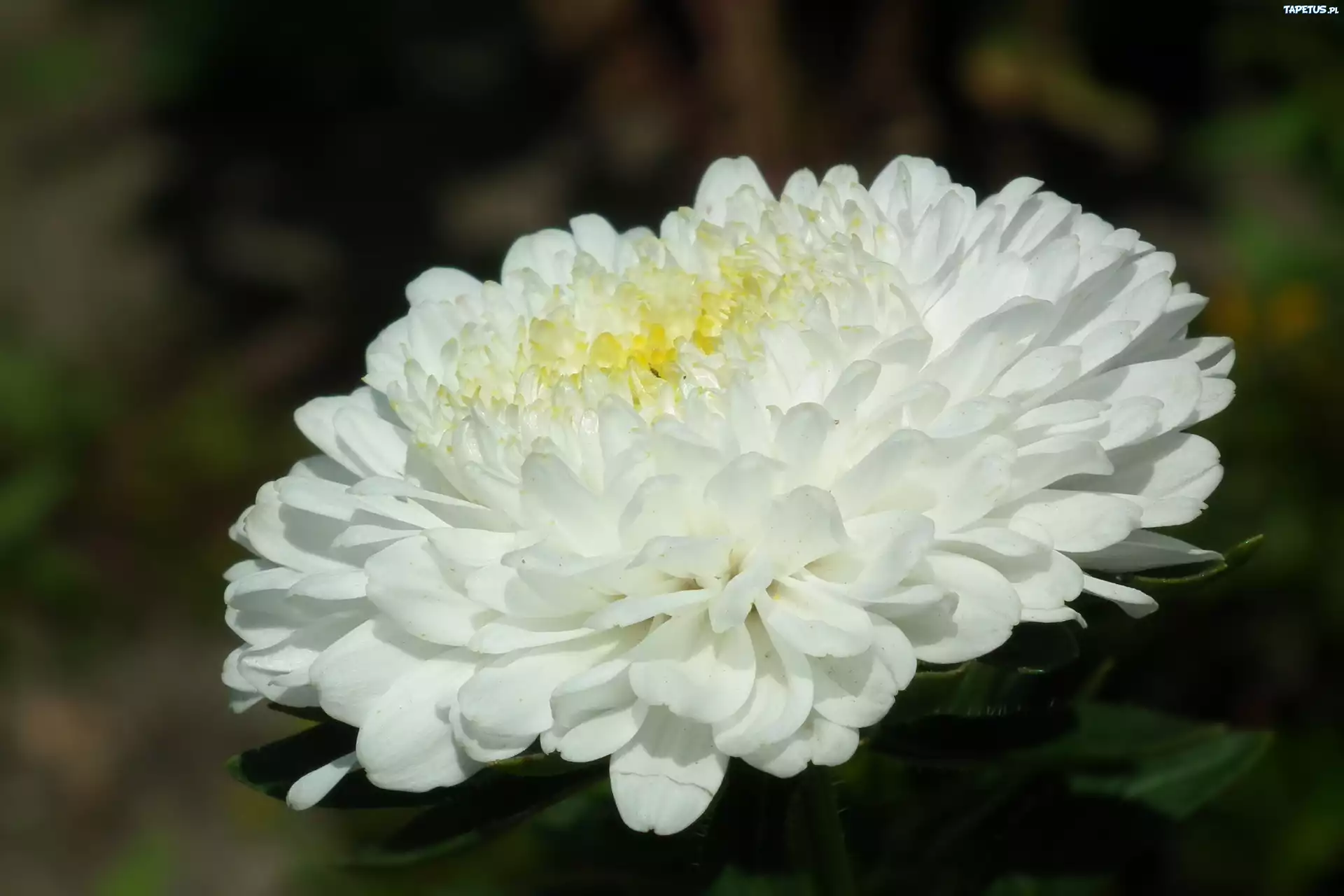 Przyroda, Kwiat, Aster, Biały