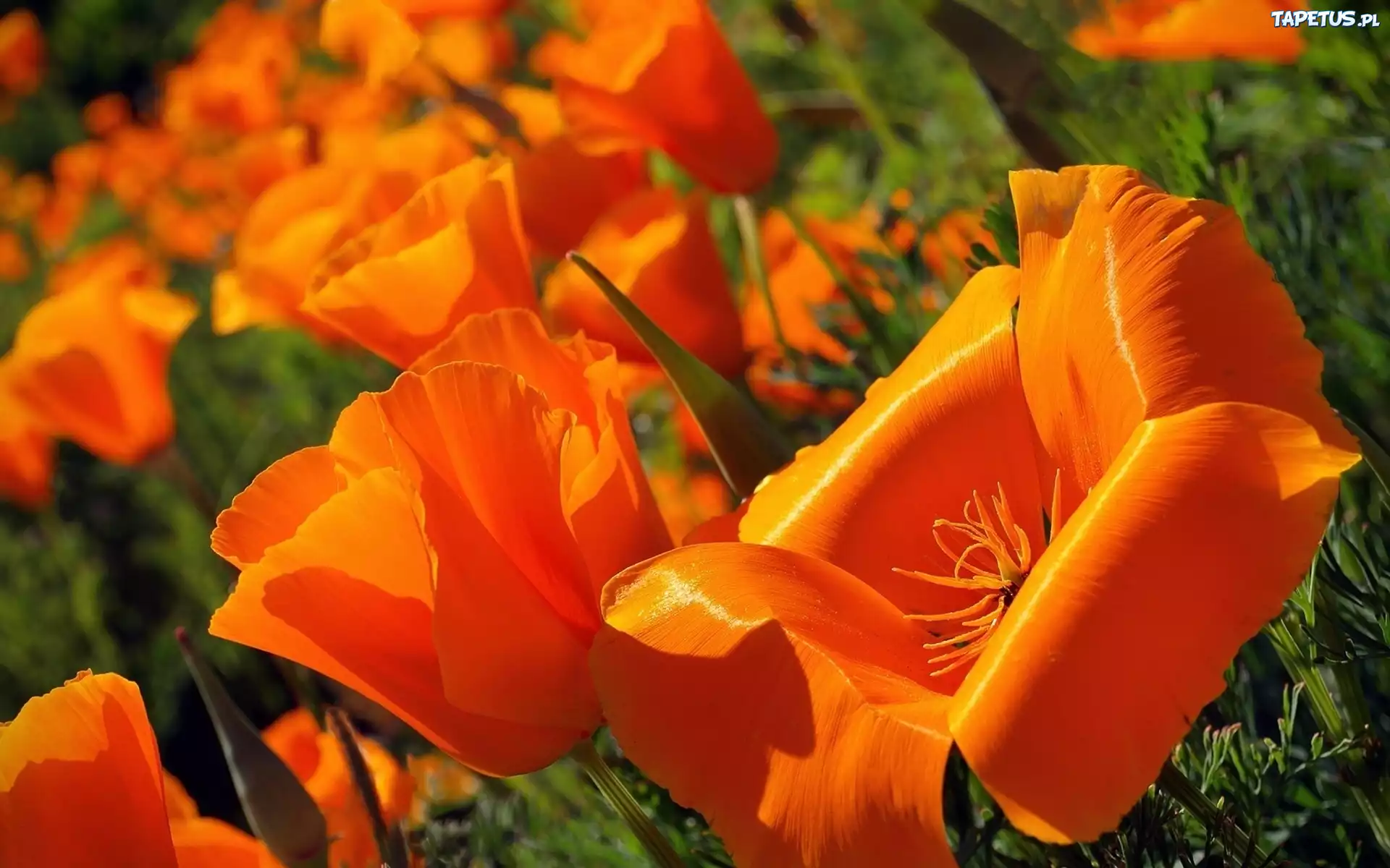 Pomarańczowe, Tulipany