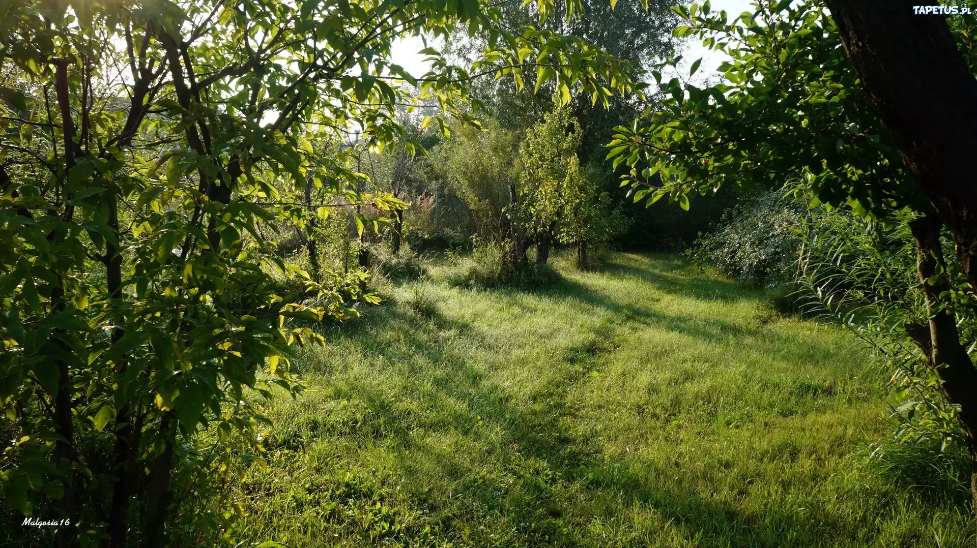 Pole, Trawa, Drzewa