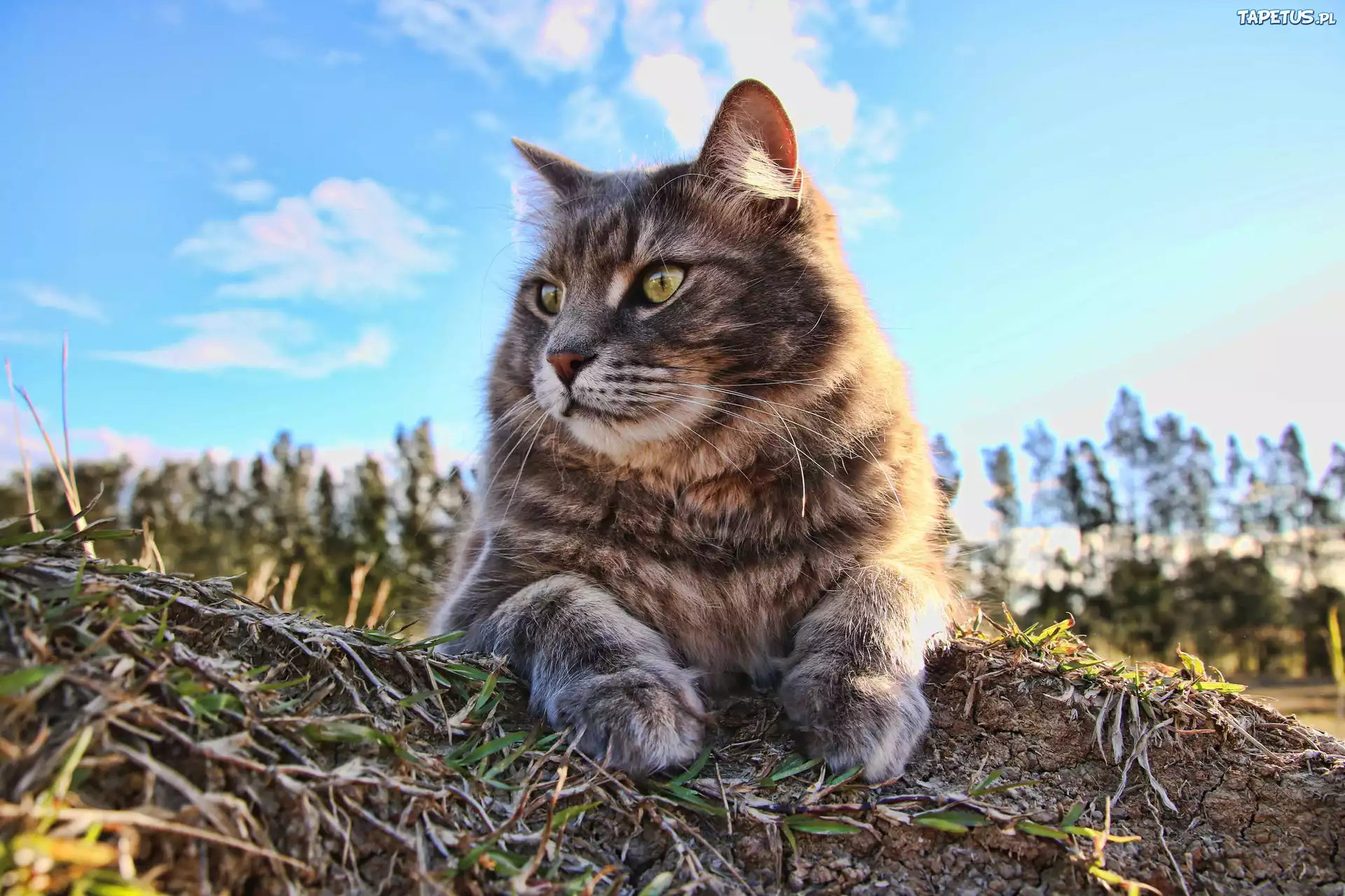 природа животные серый кот nature animals grey cat загрузить