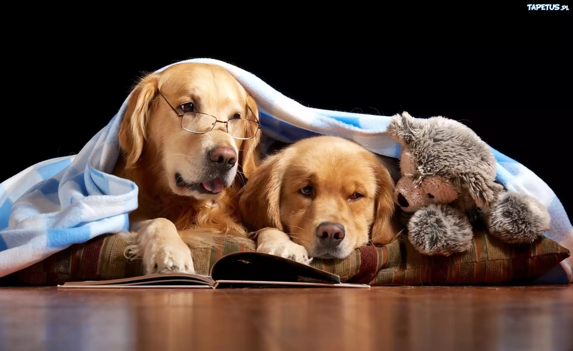 Dwa, Psy, Zabawka, Książka, Golden Retriever