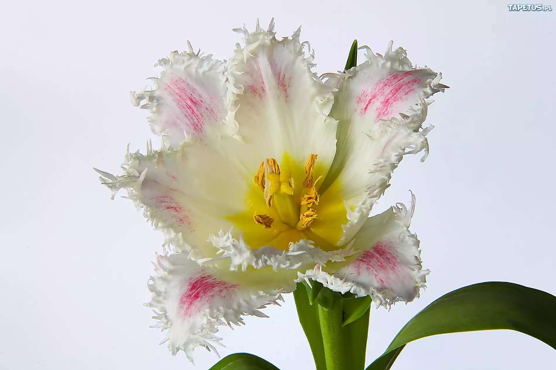 Strzępiasty, Tulipan