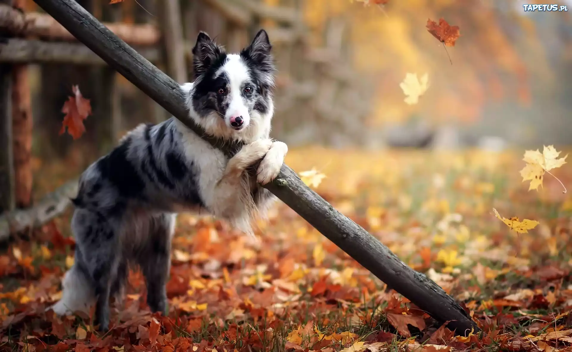 Pies, Border Collie, Ogrodzenie, Liście, Drzewa, Jesień