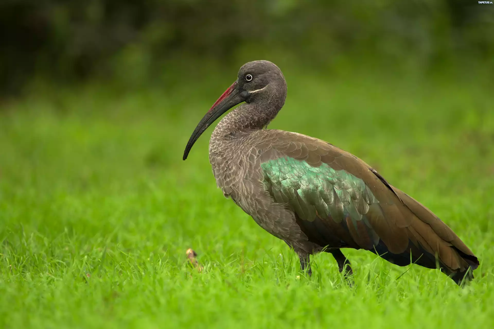 Czarny, Ibis, Zieleń, Trawa