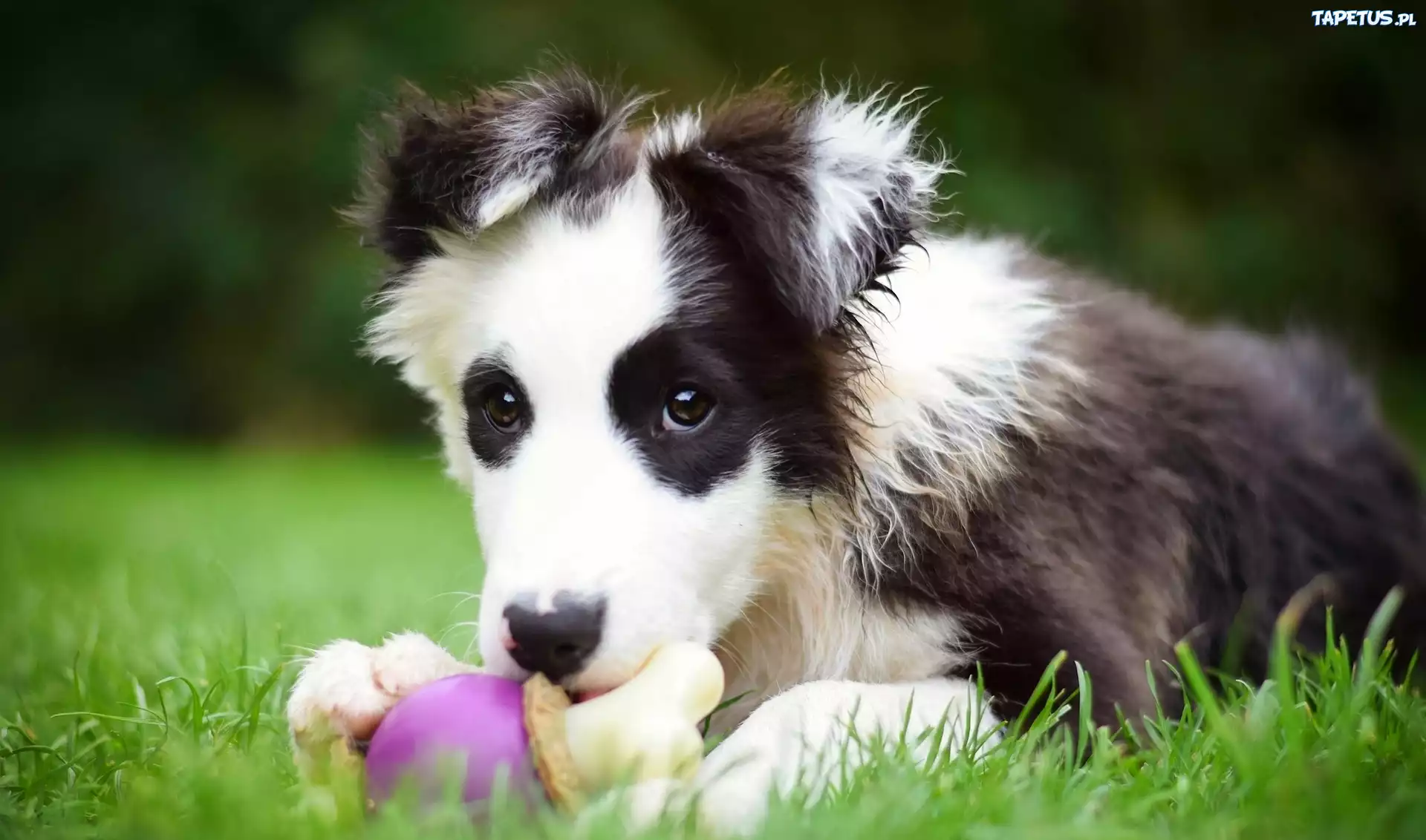Szczeniak, Border, Collie, Zabawka
