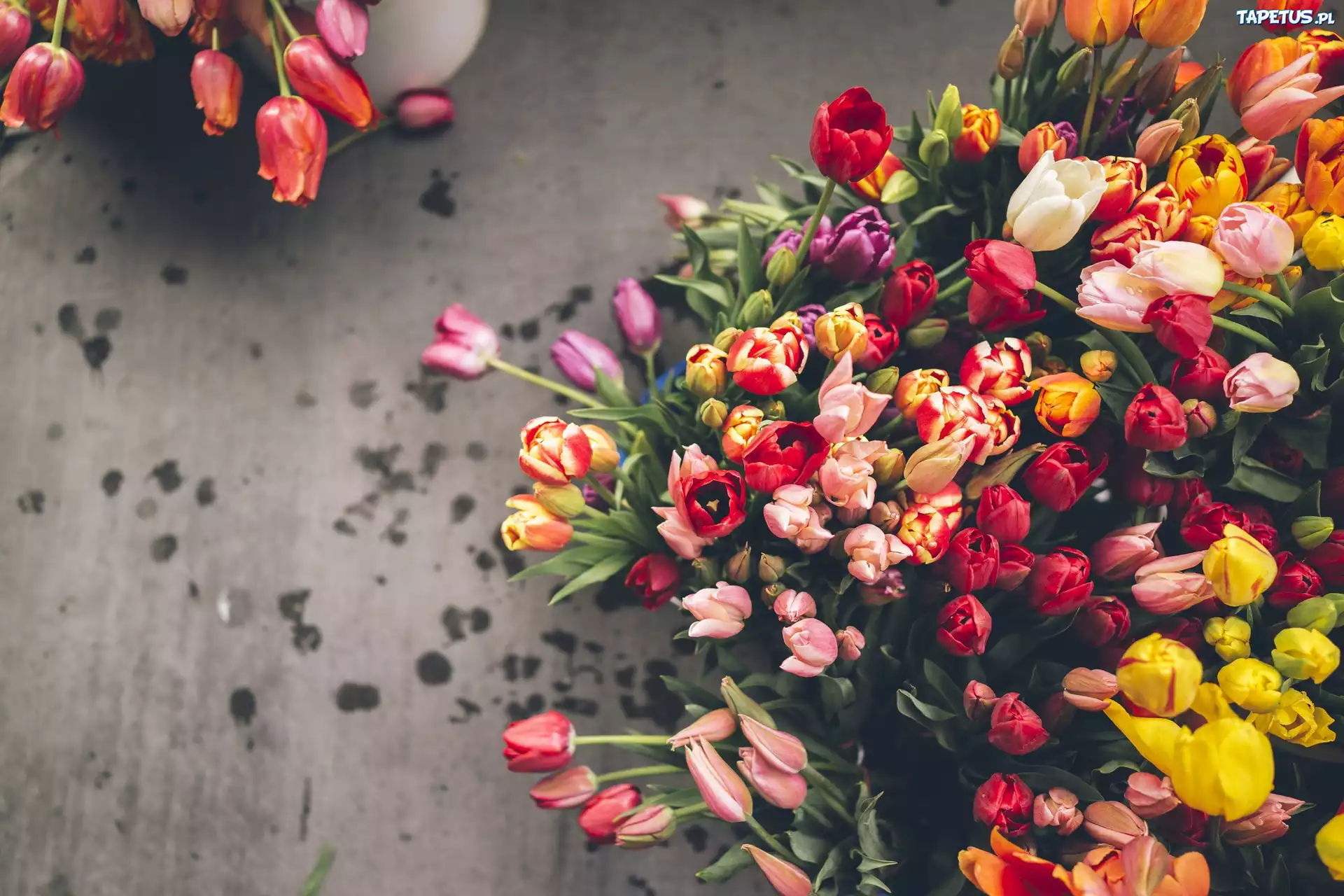 Tulipany